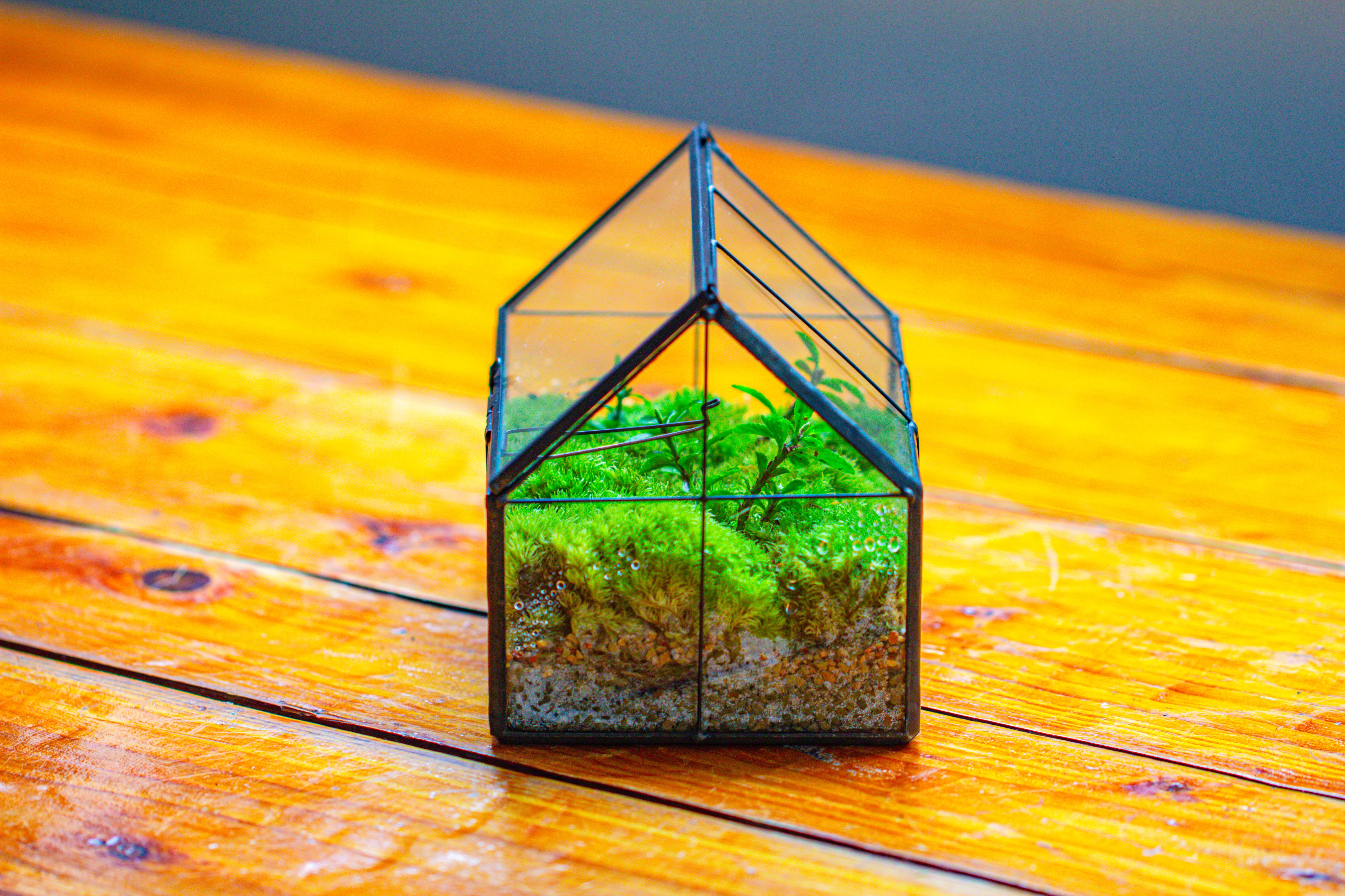 NCYP Mini Glass Terrarium with Lid House Shape Closed Planter Pot for Small Cactus, Succulents Plant - NCYPgarden