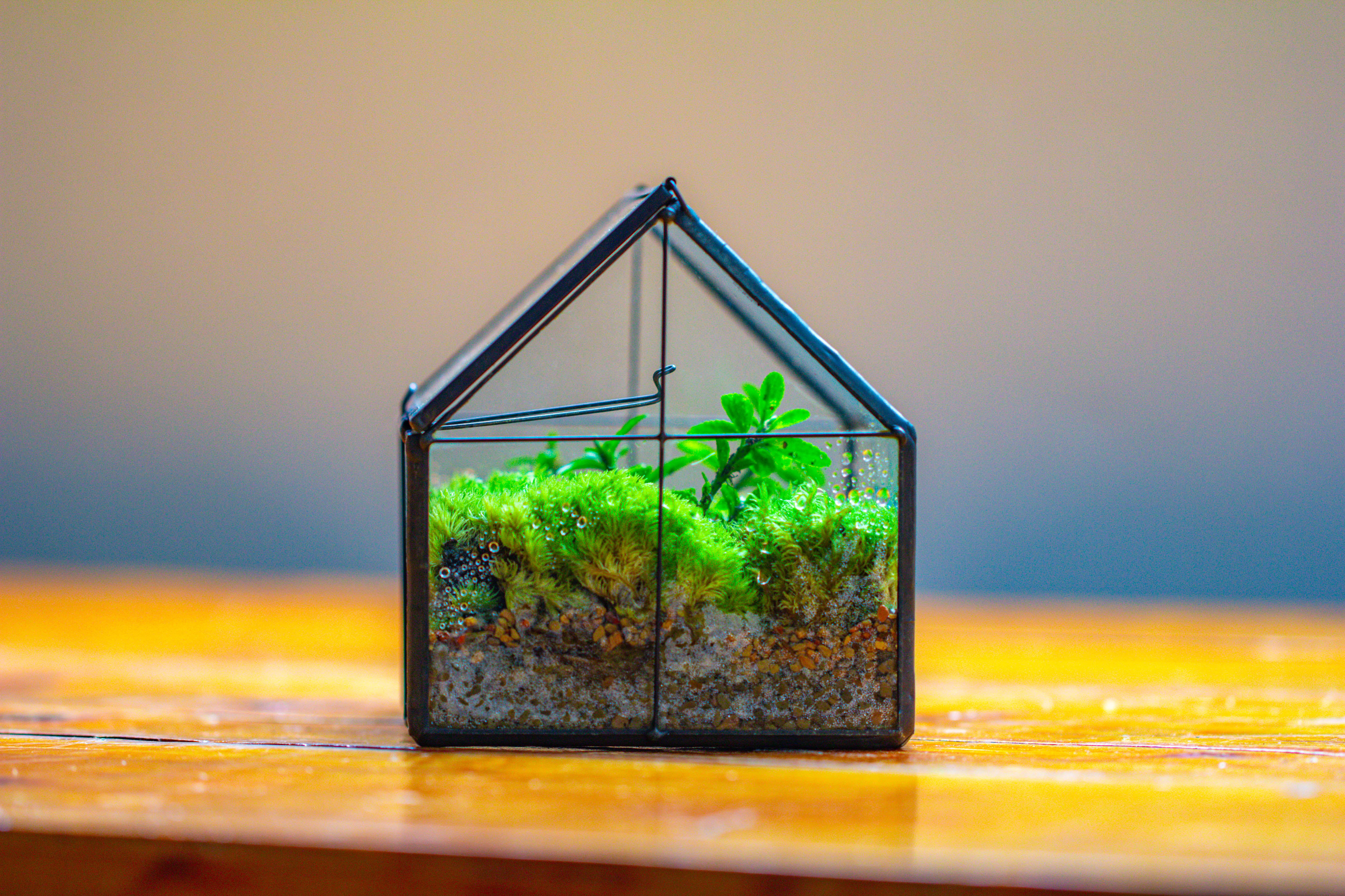 NCYP Mini Glass Terrarium with Lid House Shape Closed Planter Pot for Small Cactus, Succulents Plant - NCYPgarden