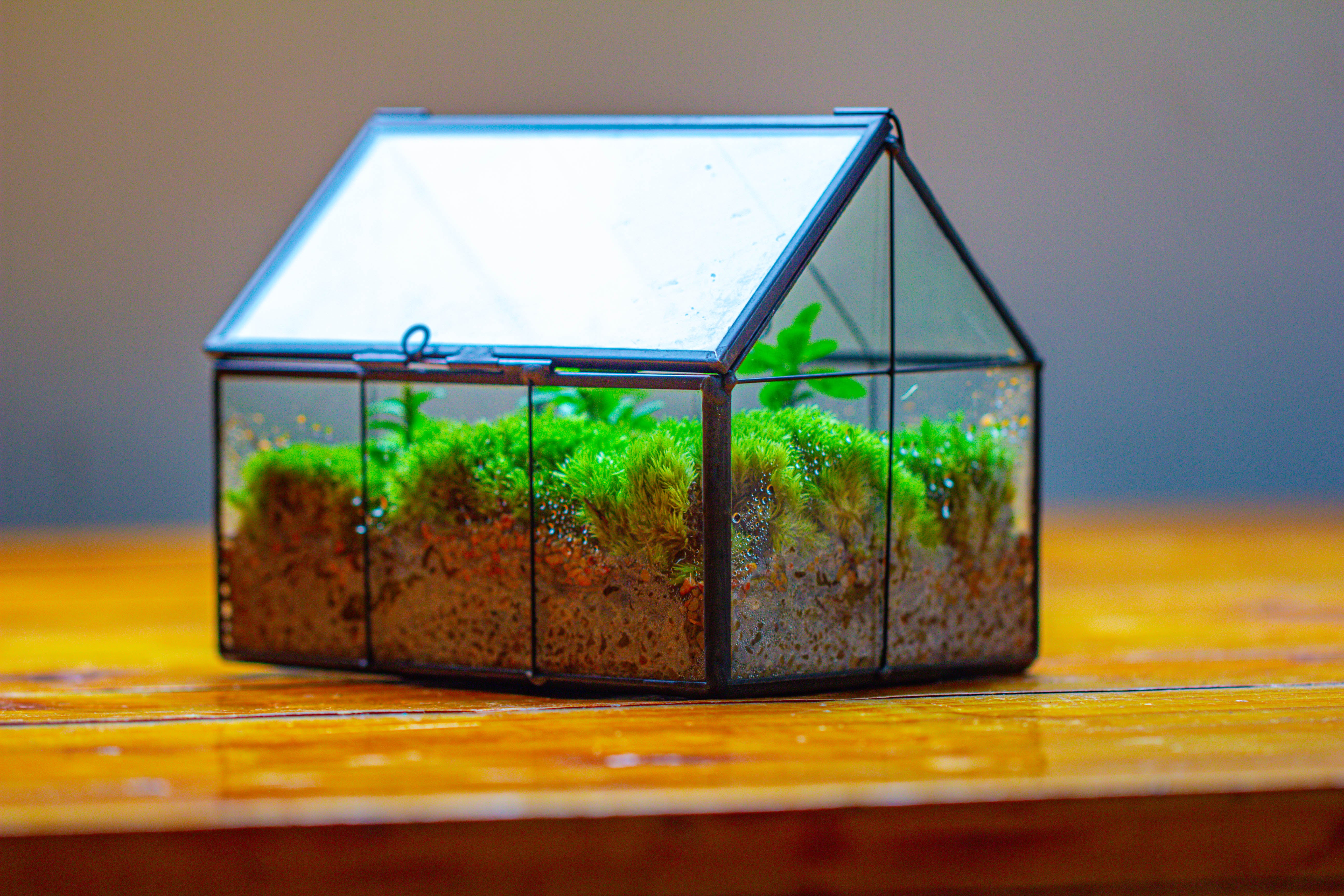 NCYP Mini Glass Terrarium with Lid House Shape Closed Planter Pot for Small Cactus, Succulents Plant - NCYPgarden