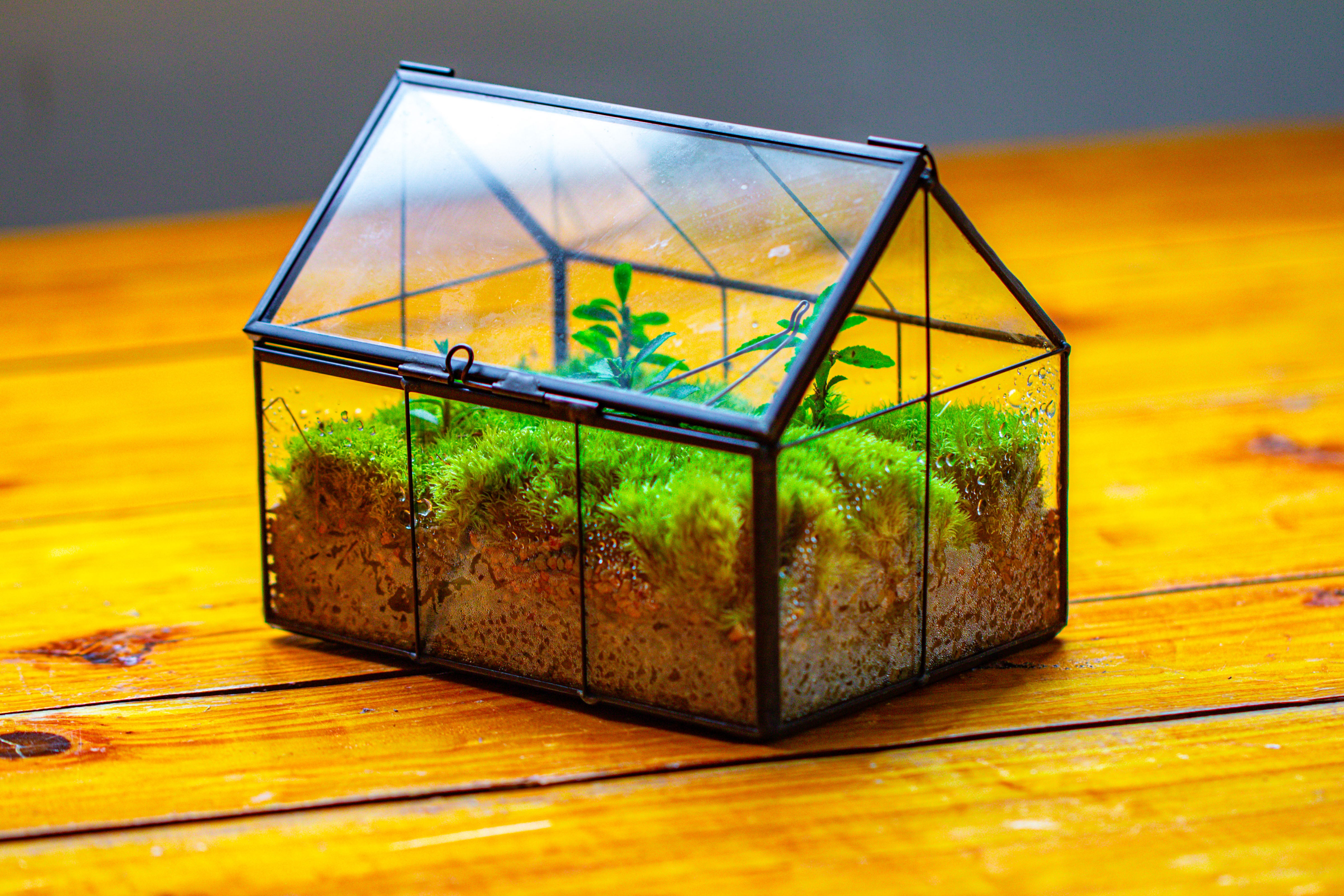 NCYP Mini Glass Terrarium with Lid House Shape Closed Planter Pot for Small Cactus, Succulents Plant - NCYPgarden