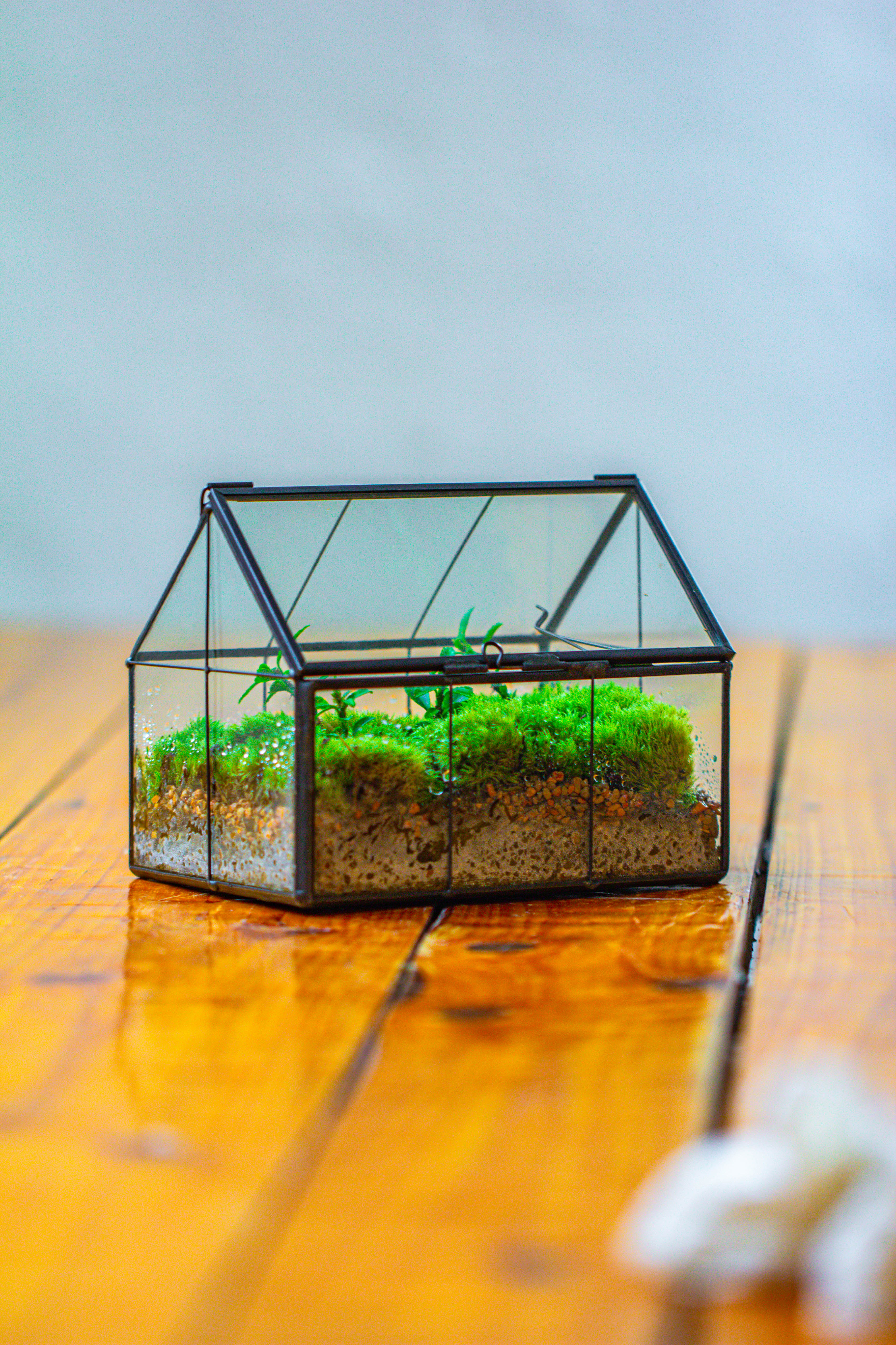 NCYP Mini Glass Terrarium with Lid House Shape Closed Planter Pot for Small Cactus, Succulents Plant - NCYPgarden