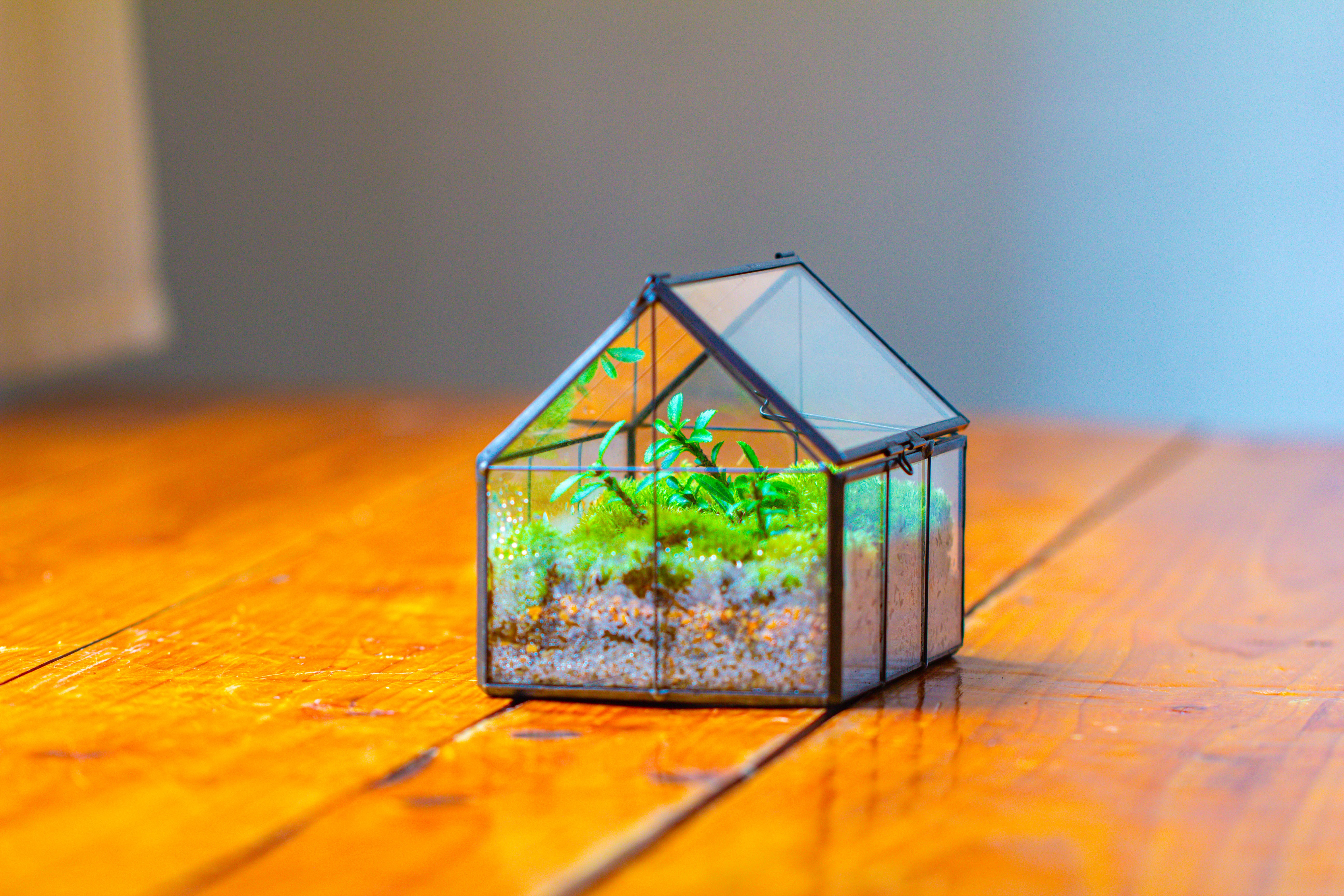 NCYP Mini Glass Terrarium with Lid House Shape Closed Planter Pot for Small Cactus, Succulents Plant - NCYPgarden