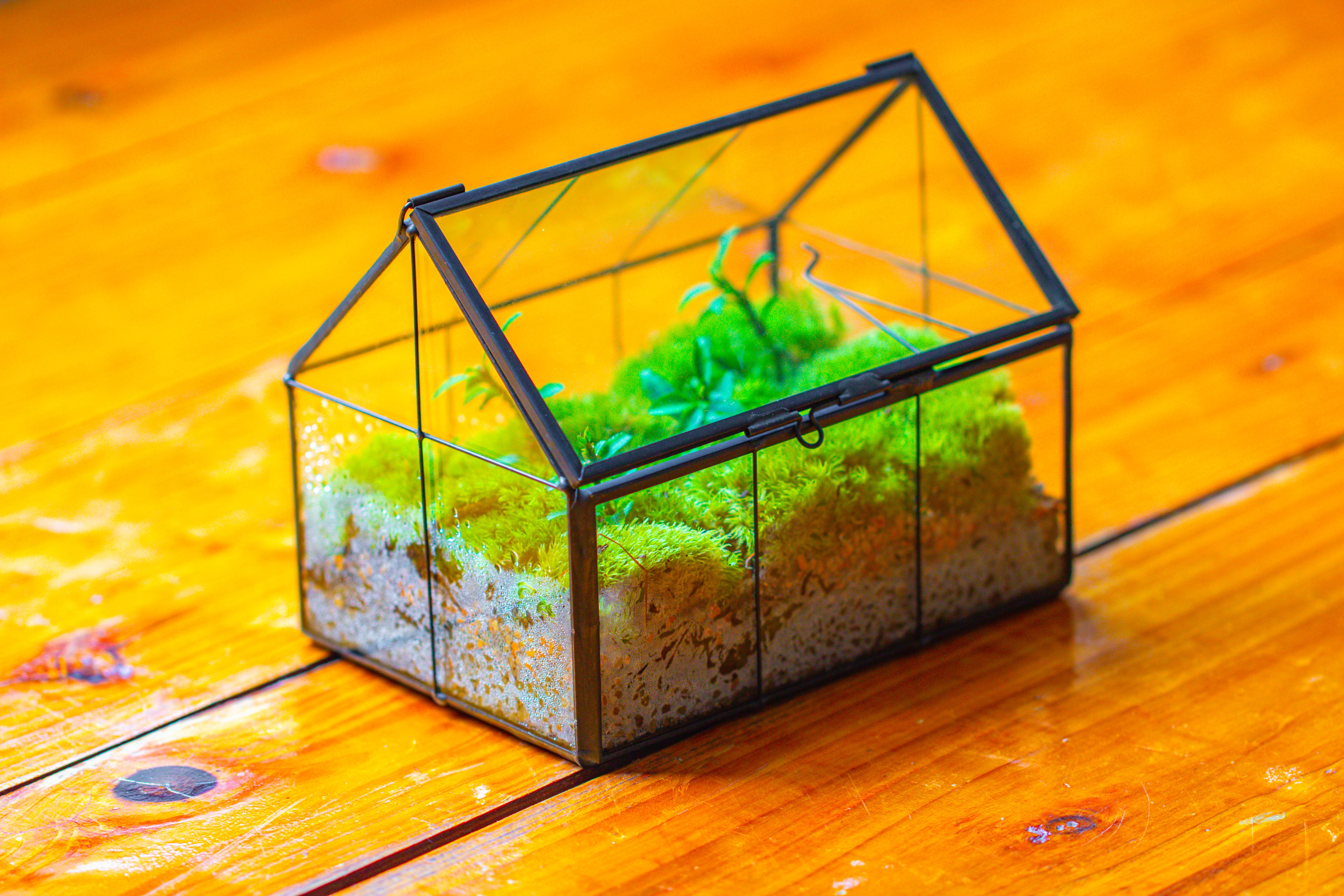 NCYP Mini Glass Terrarium with Lid House Shape Closed Planter Pot for Small Cactus, Succulents Plant - NCYPgarden