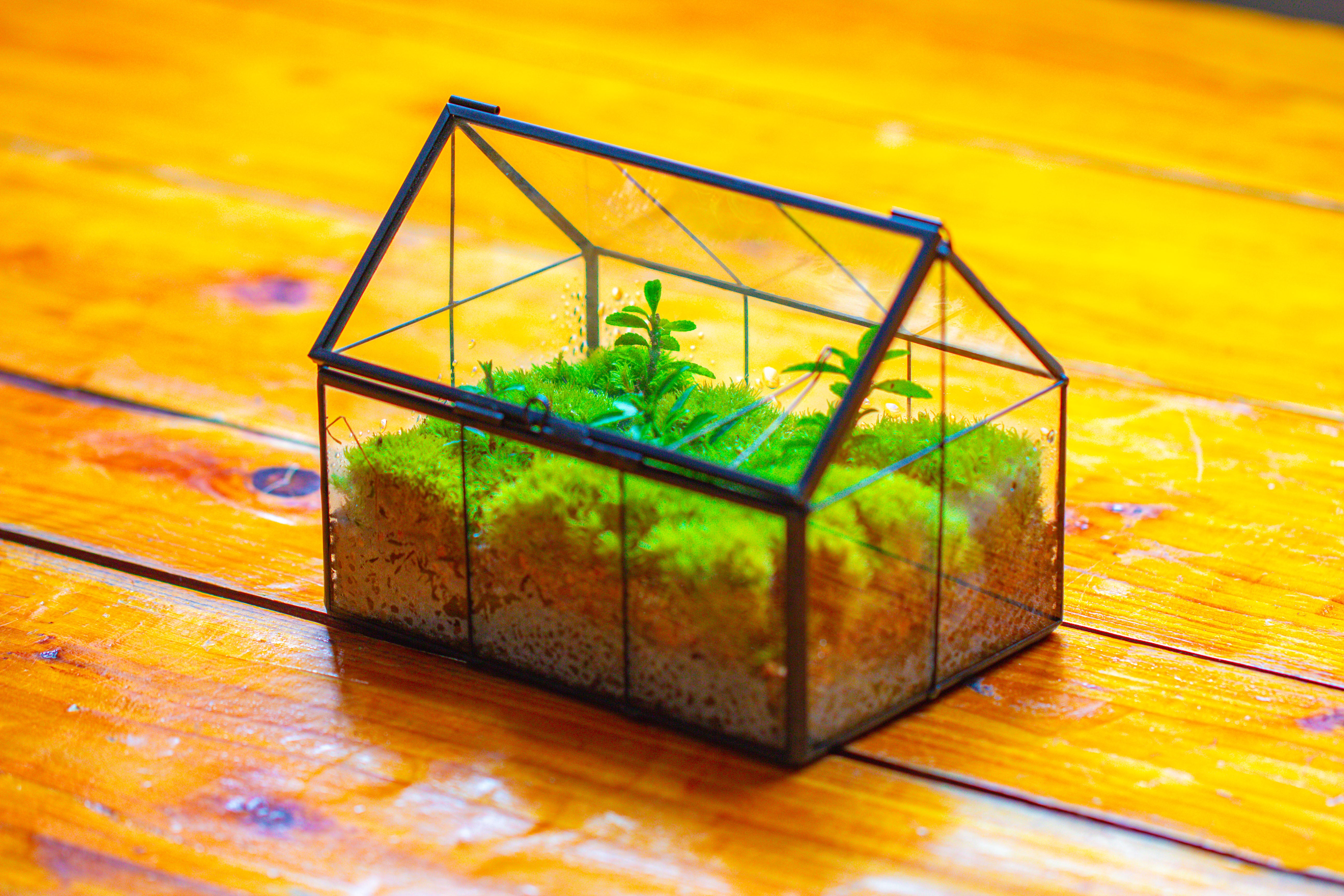 NCYP Mini Glass Terrarium with Lid House Shape Closed Planter Pot for Small Cactus, Succulents Plant - NCYPgarden