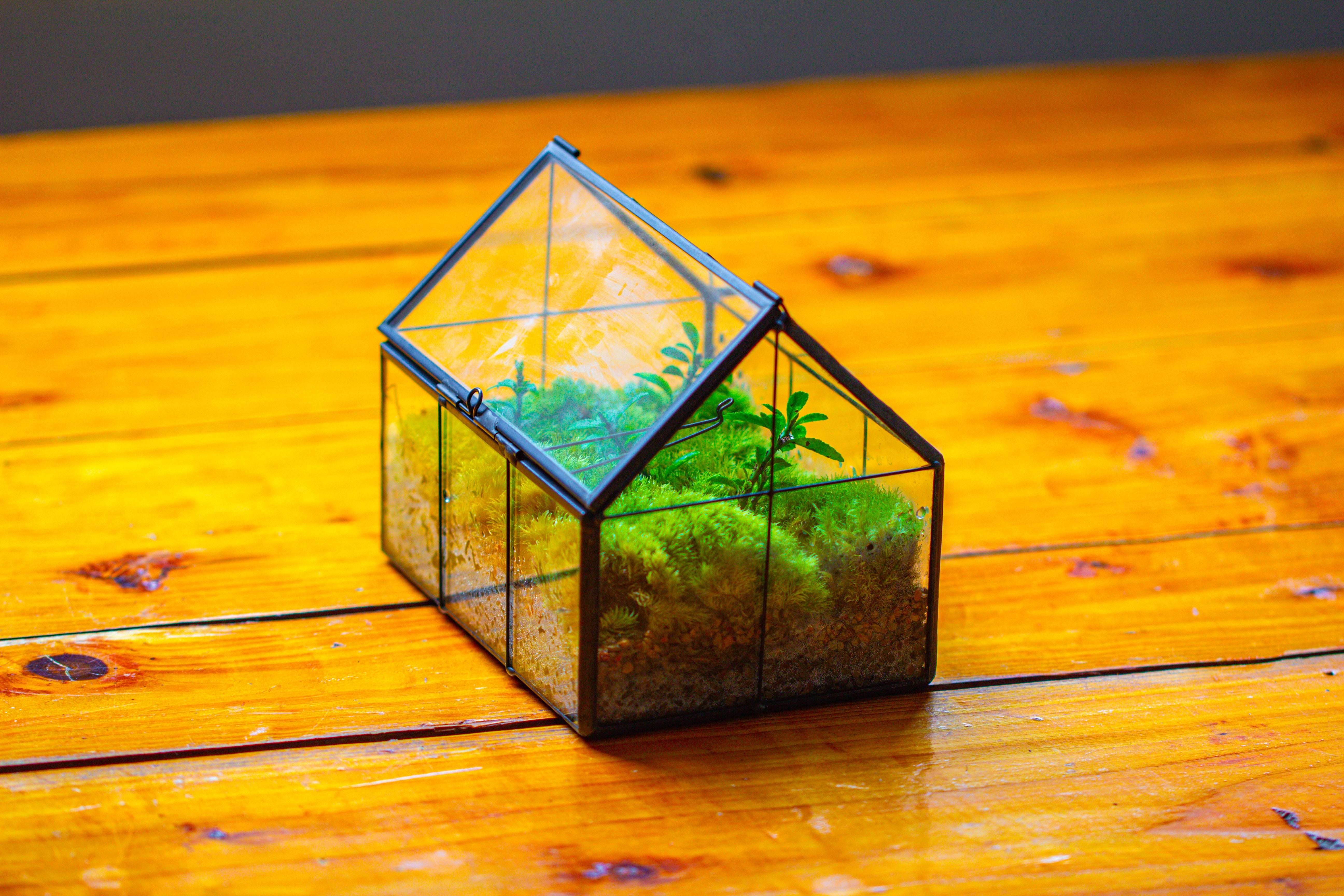 NCYP Mini Glass Terrarium with Lid House Shape Closed Planter Pot for Small Cactus, Succulents Plant - NCYPgarden