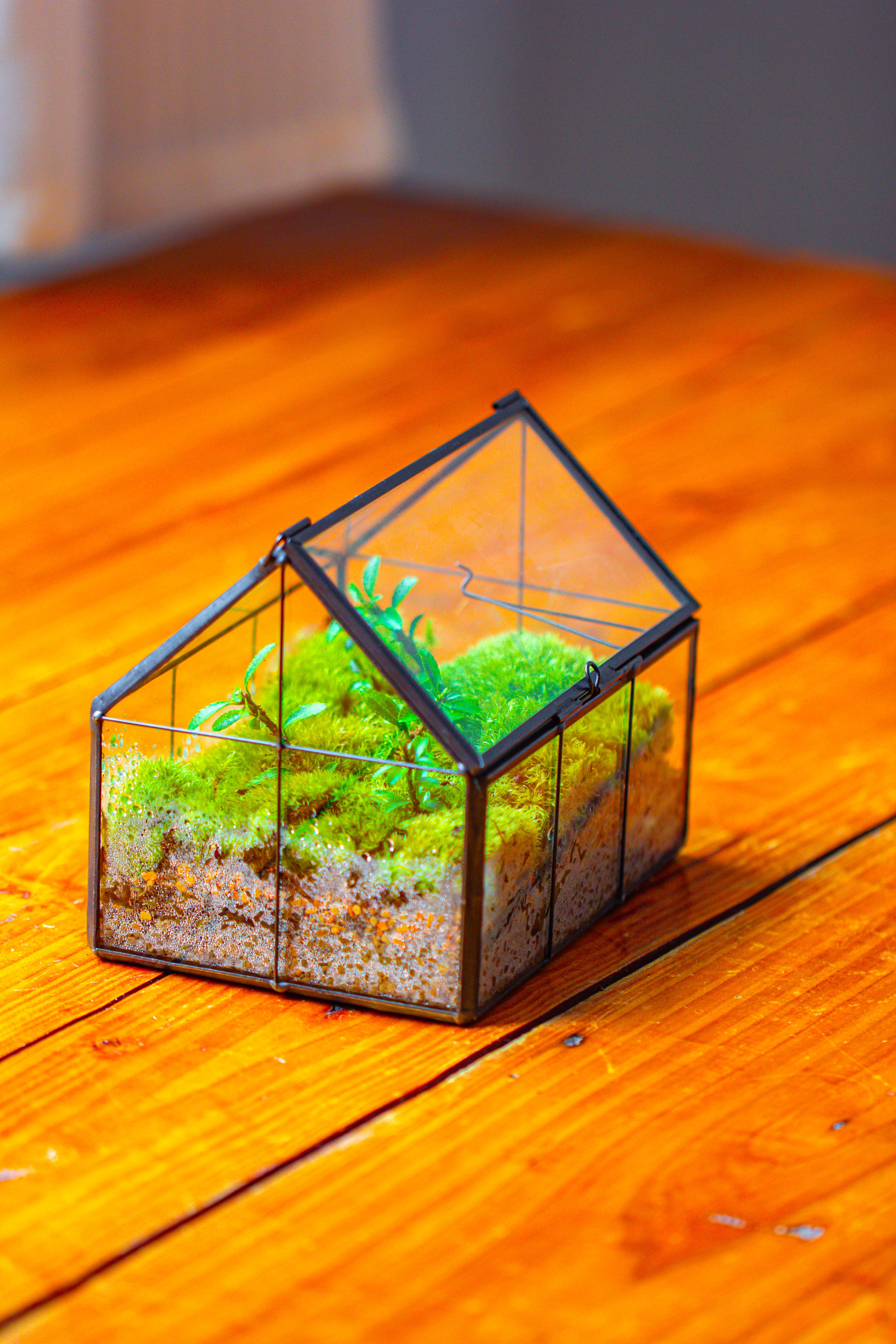 NCYP Mini Glass Terrarium with Lid House Shape Closed Planter Pot for Small Cactus, Succulents Plant - NCYPgarden