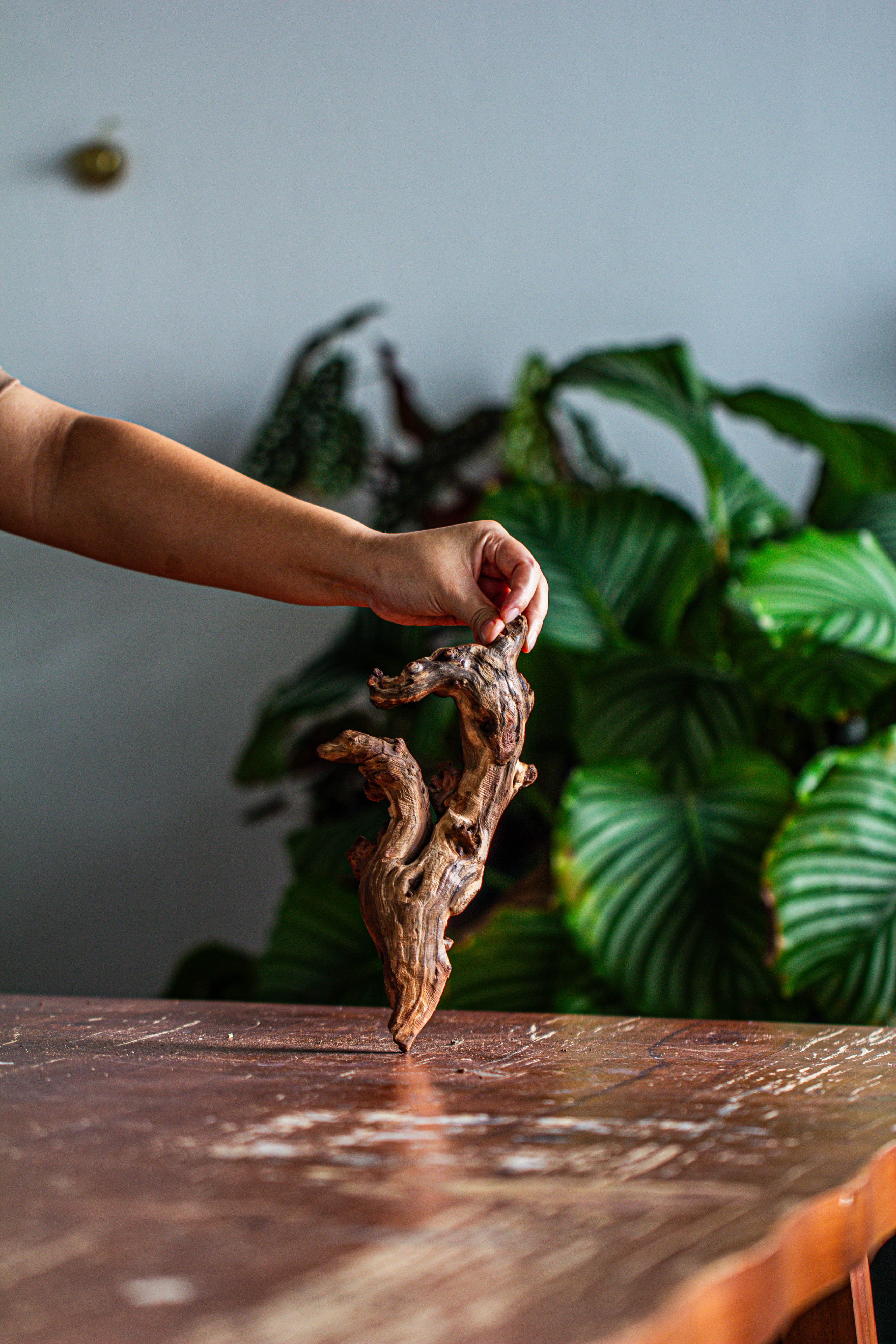 Natural driftwood for moss terrarium, miniature, micro landscape, unique  12-57, suitable for both live and preserved moss - NCYPgarden