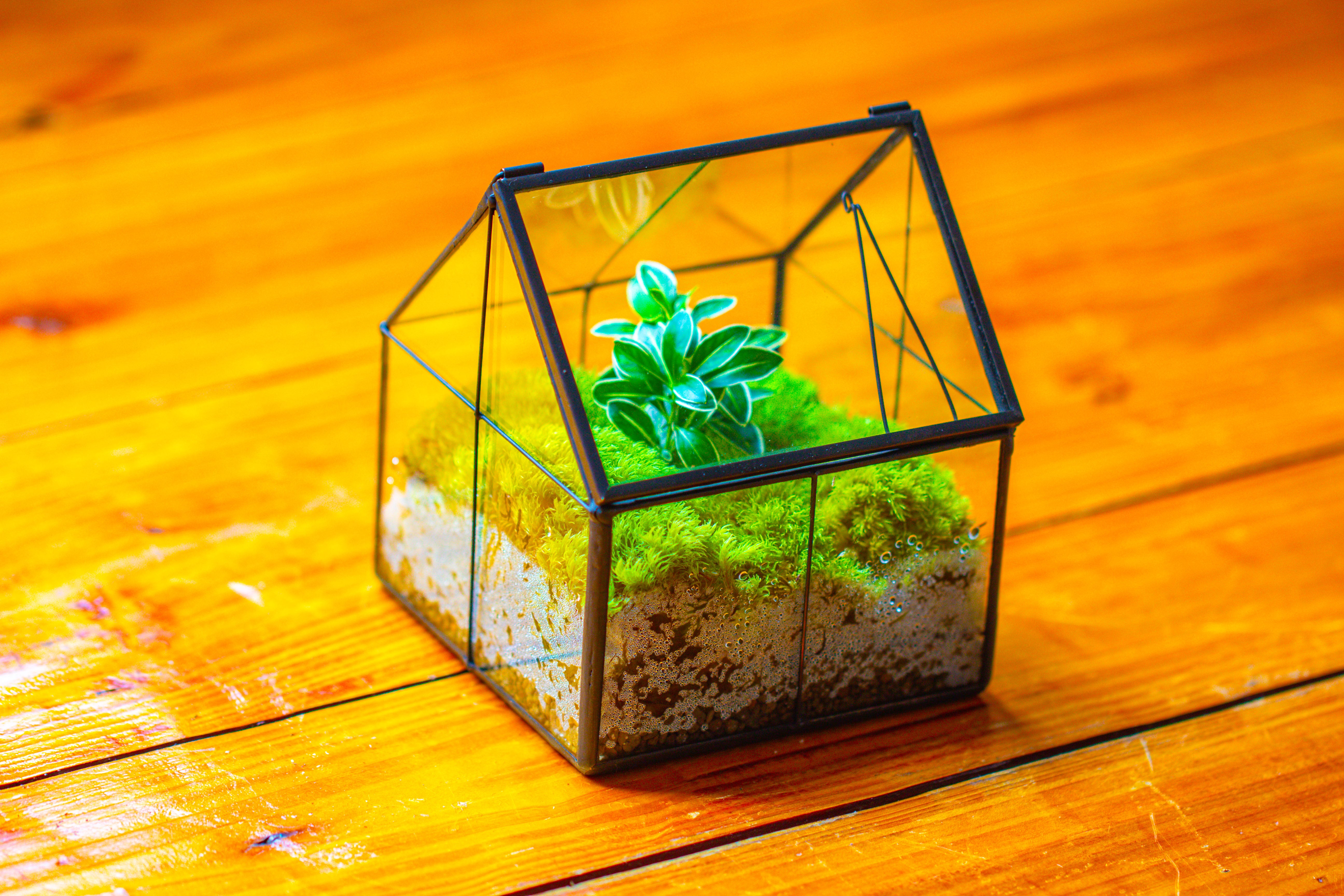 Handmade glass and tin close mini house shape close terrarium for moss, succulents, Drosera - NCYPgarden