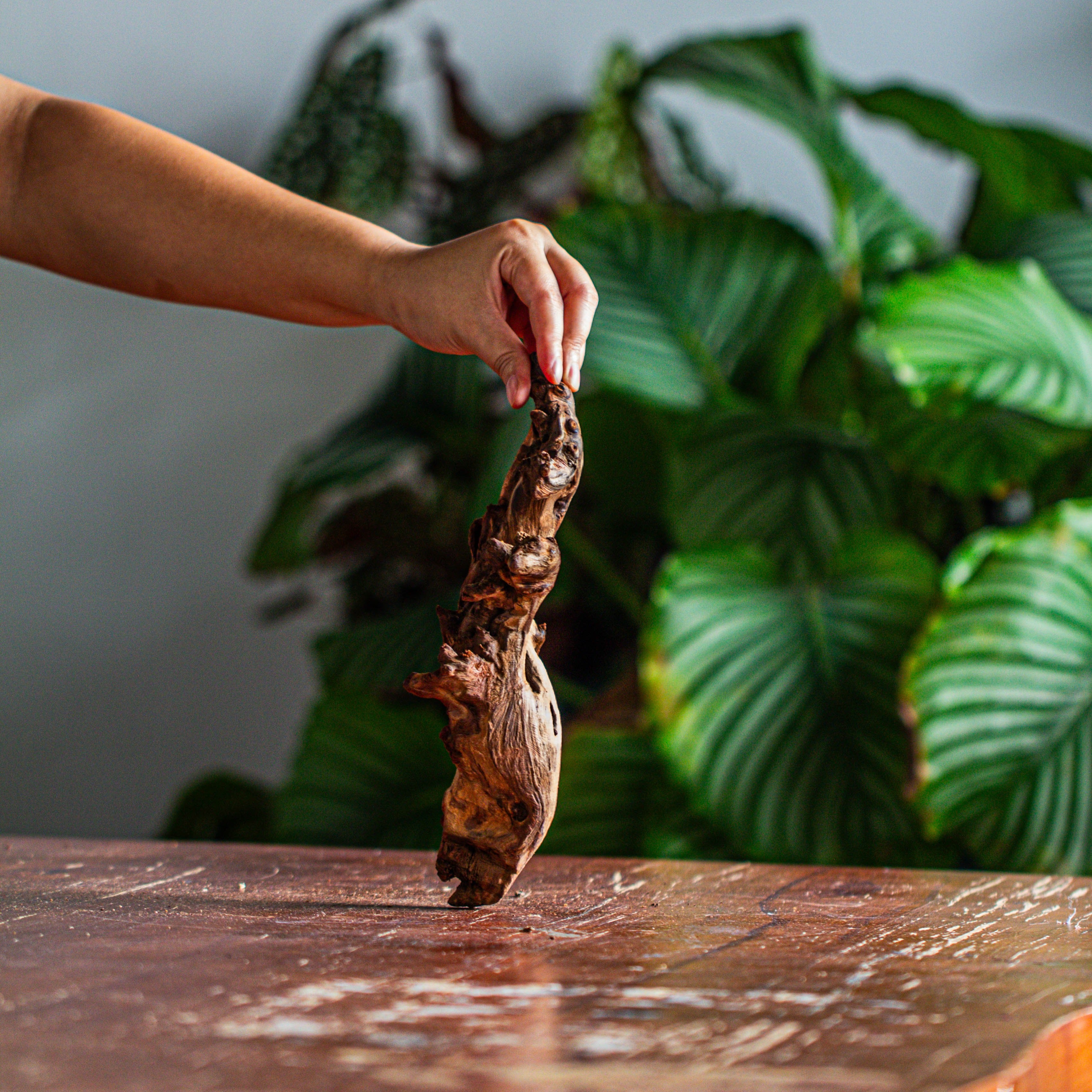 Natural driftwood for moss terrarium, miniature, micro landscape, unique  12-57, suitable for both live and preserved moss - NCYPgarden