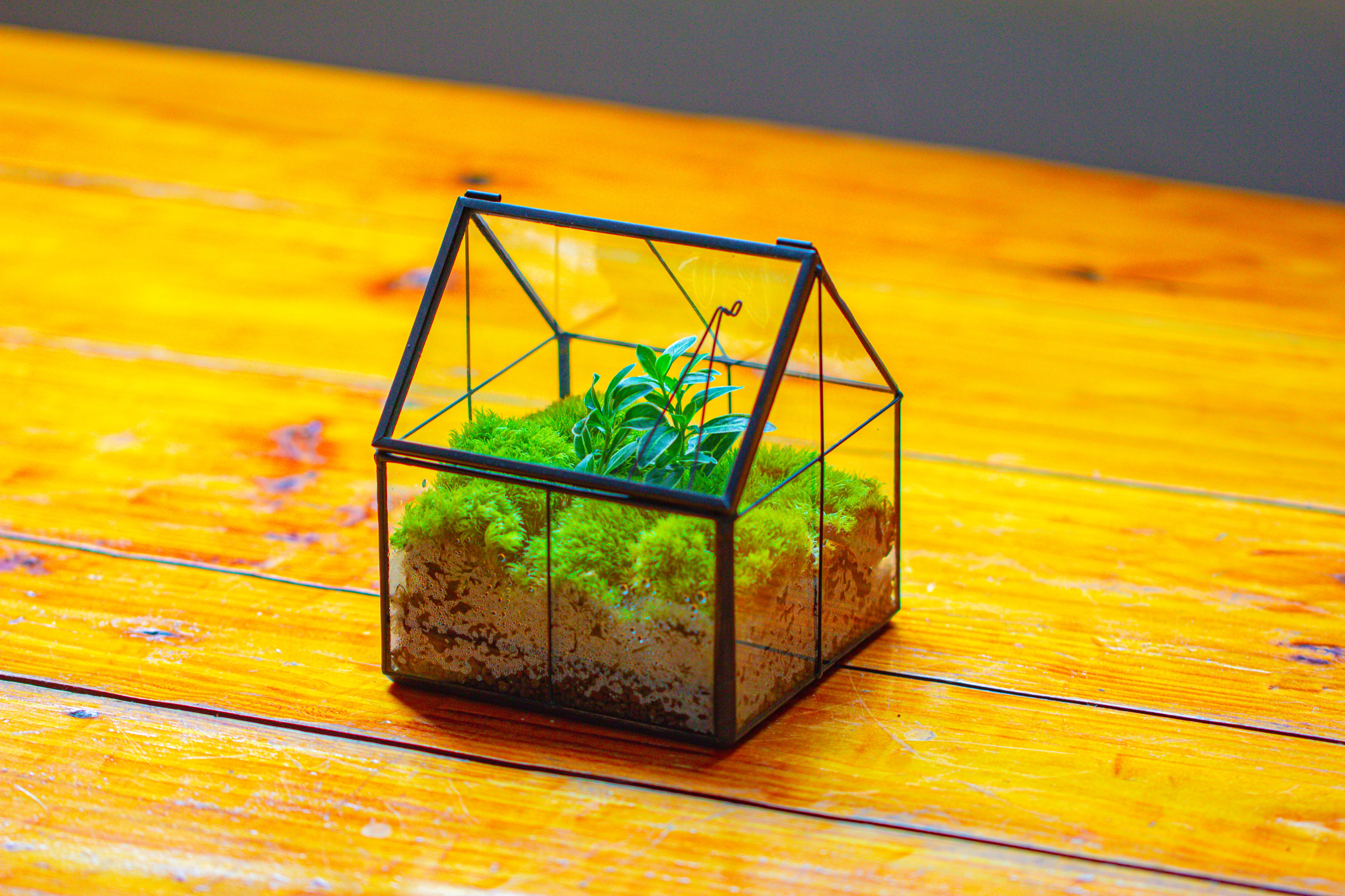 Handmade glass and tin close mini house shape close terrarium for moss, succulents, Drosera - NCYPgarden