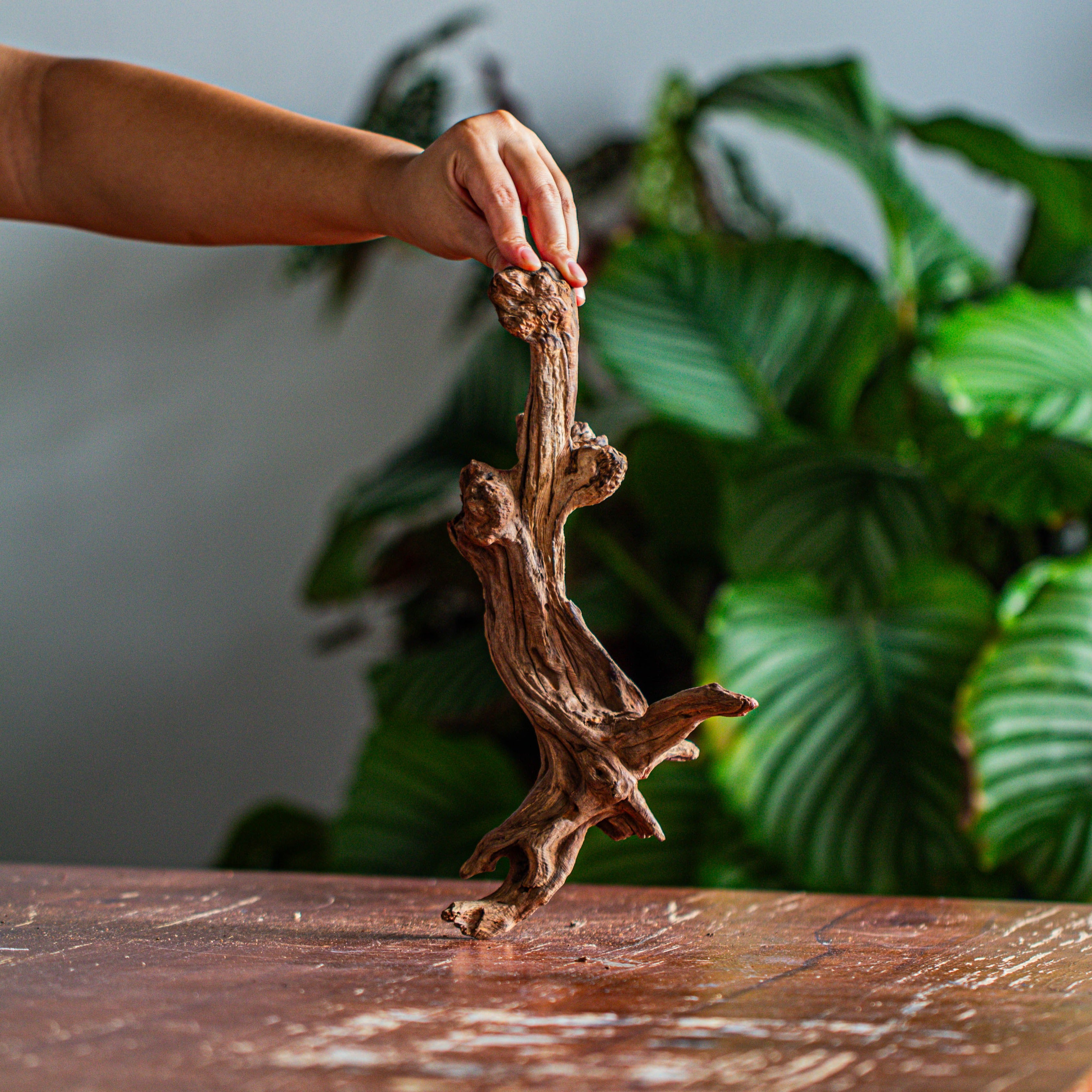 Natural driftwood for moss terrarium, miniature, micro landscape, unique  12-44, suitable for both live and preserved moss - NCYPgarden