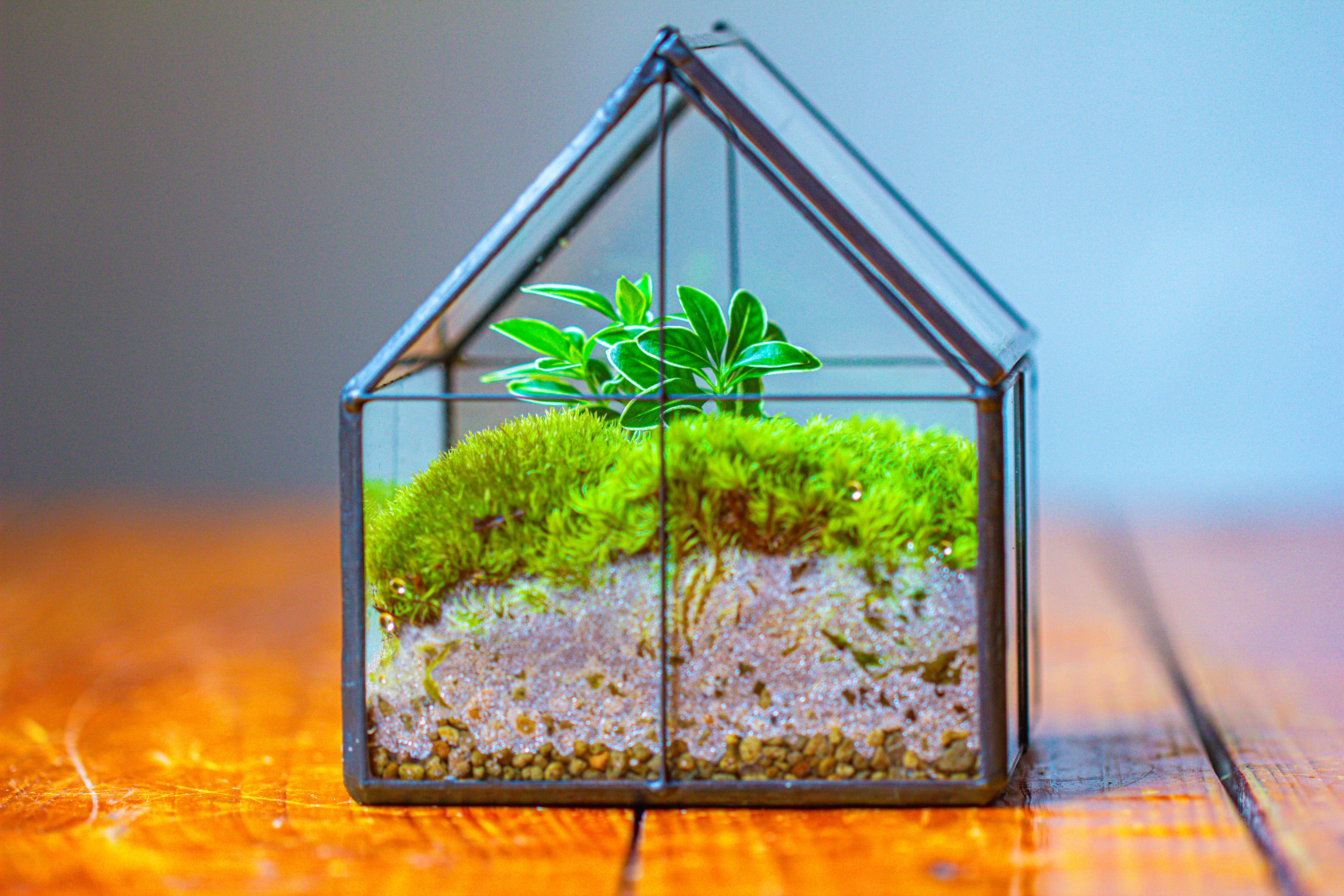 Handmade glass and tin close mini house shape close terrarium for moss, succulents, Drosera - NCYPgarden