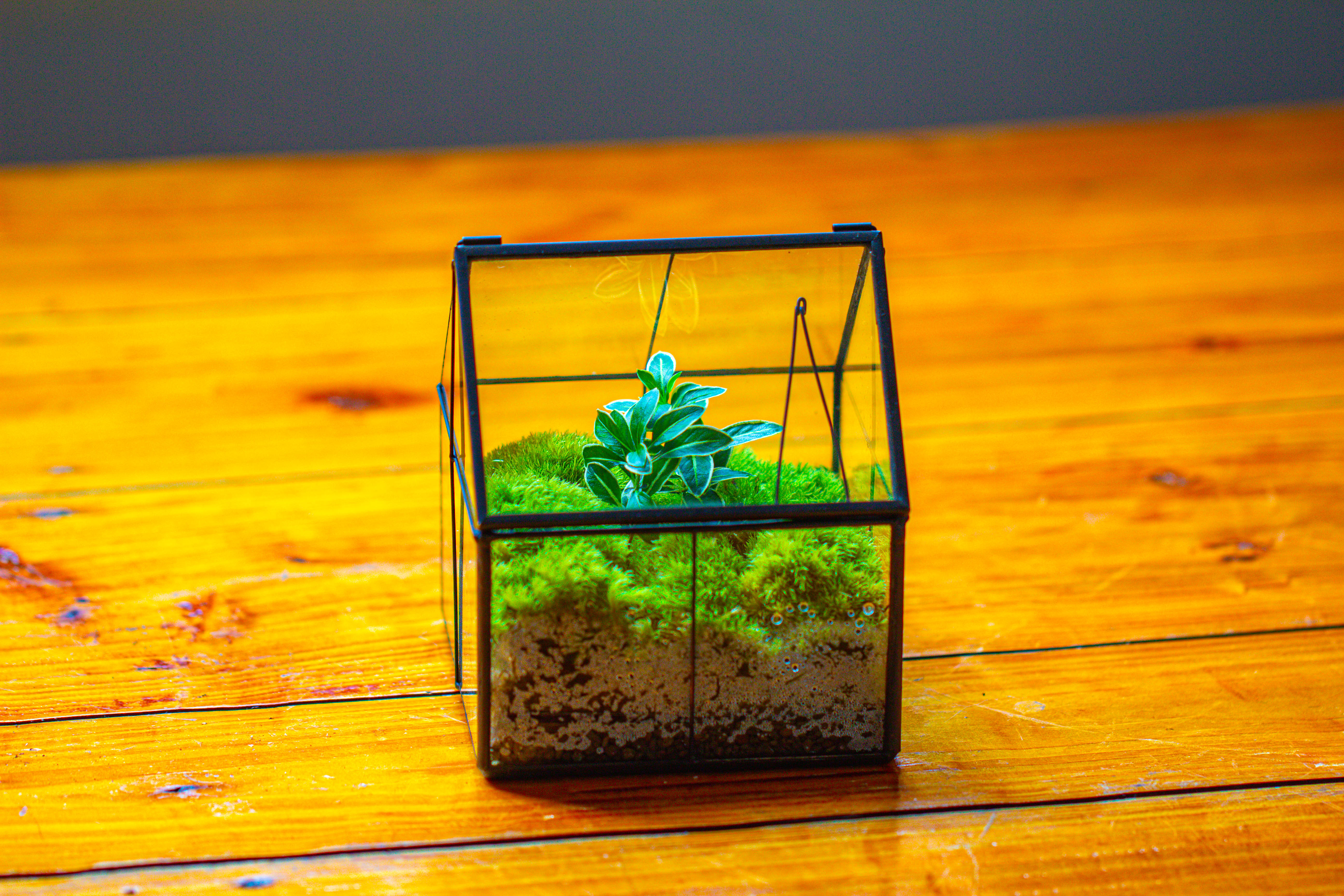Handmade glass and tin close mini house shape close terrarium for moss, succulents, Drosera - NCYPgarden