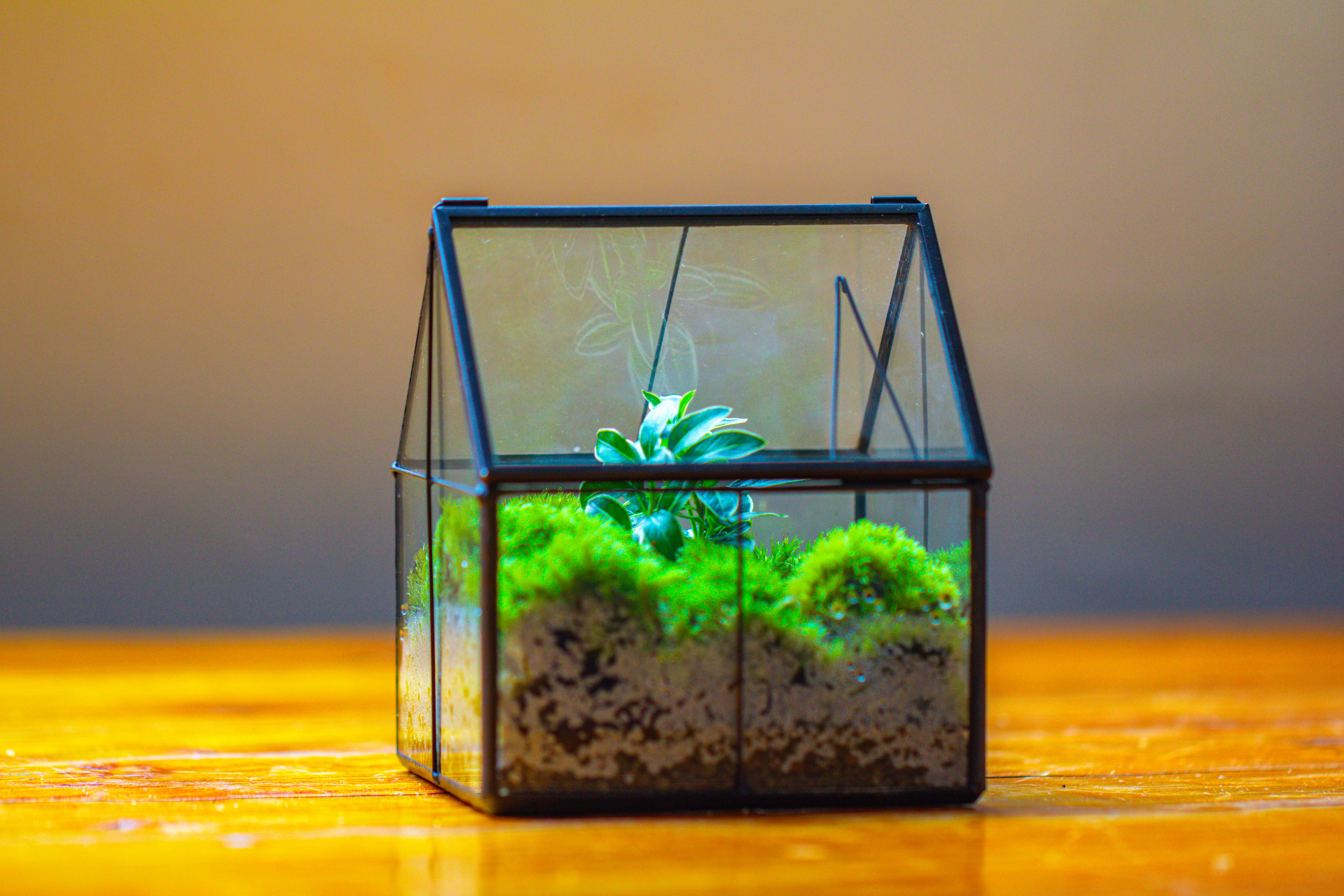 Handmade glass and tin close mini house shape close terrarium for moss, succulents, Drosera - NCYPgarden