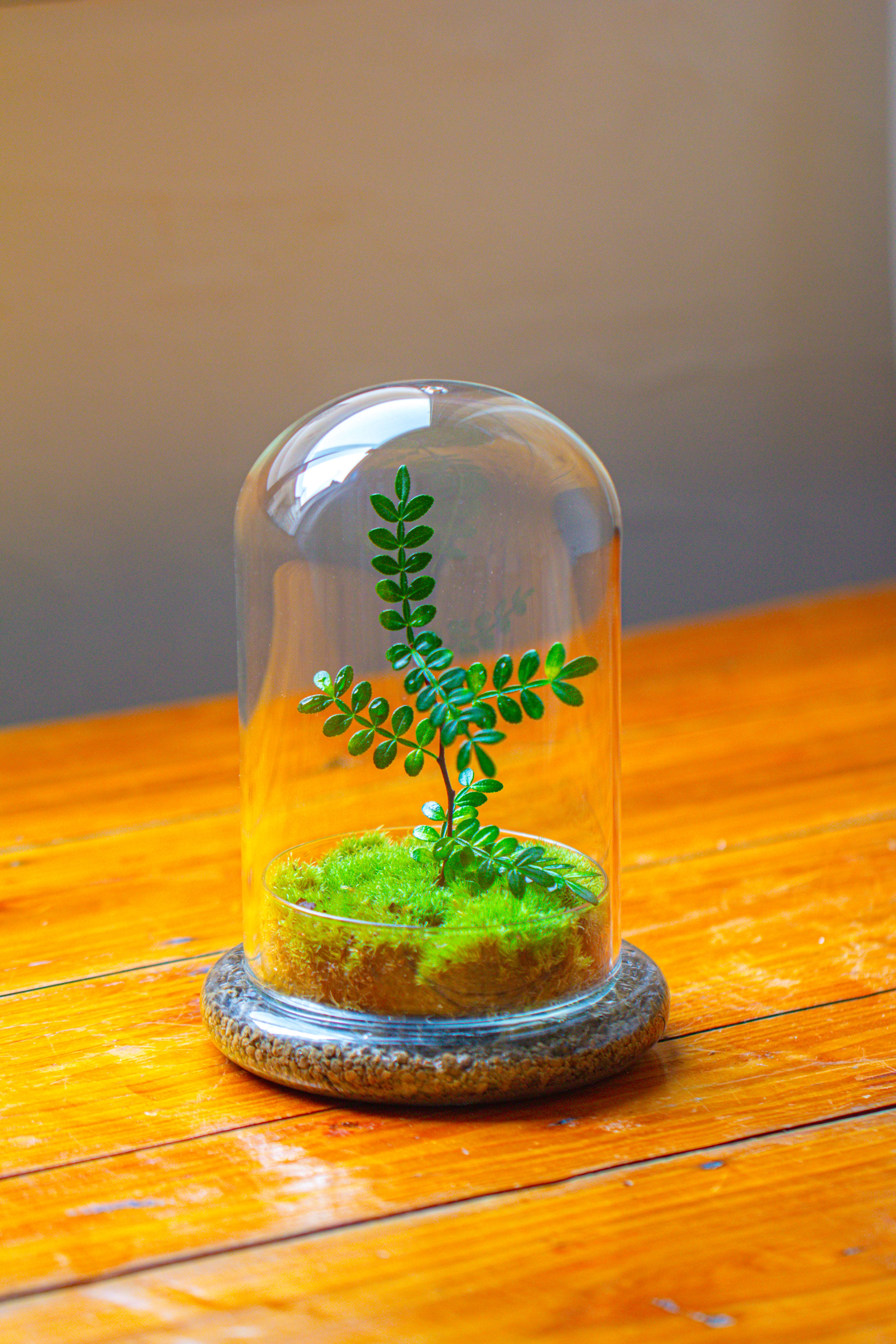 Cloche with Base 20CM Glass dome / Round Head Glass Cloche Dome Cover Terrarium Container with Without Airhole for Venus Flytrap - NCYPgarden