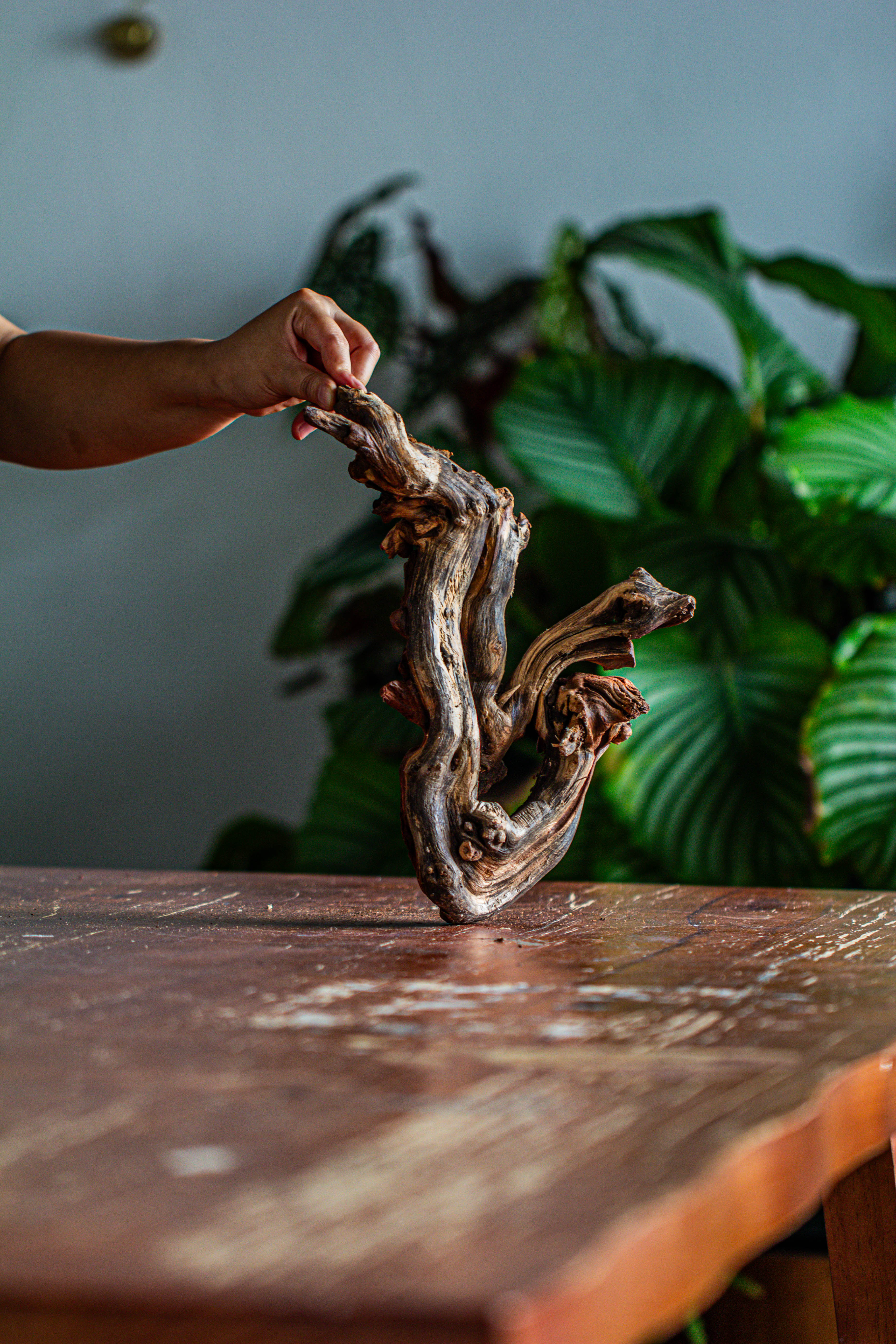 Natural driftwood for moss terrarium, miniature, micro landscape, unique  12-60, suitable for both live and preserved moss - NCYPgarden