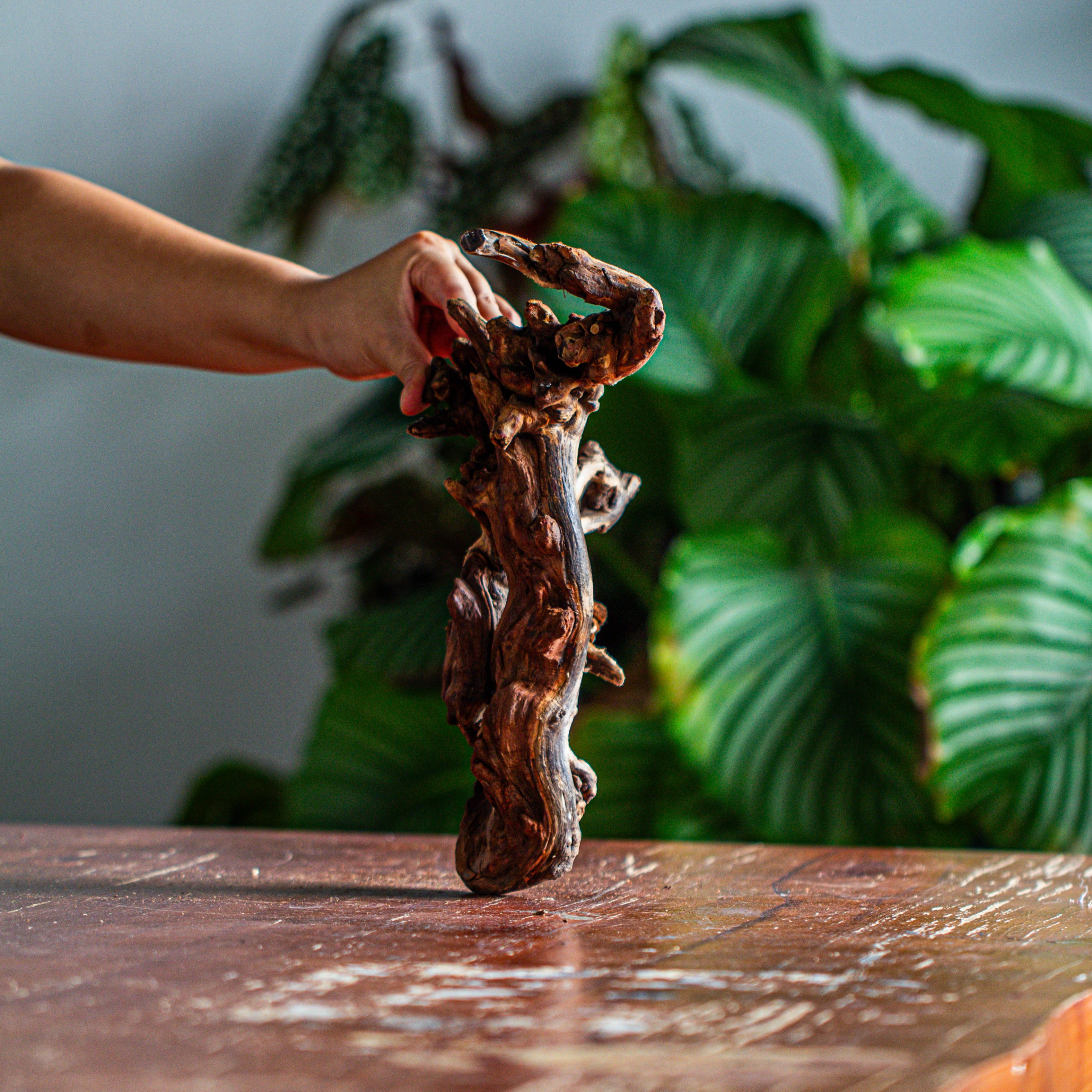 Natural driftwood for moss terrarium, miniature, micro landscape, unique  12-60, suitable for both live and preserved moss - NCYPgarden