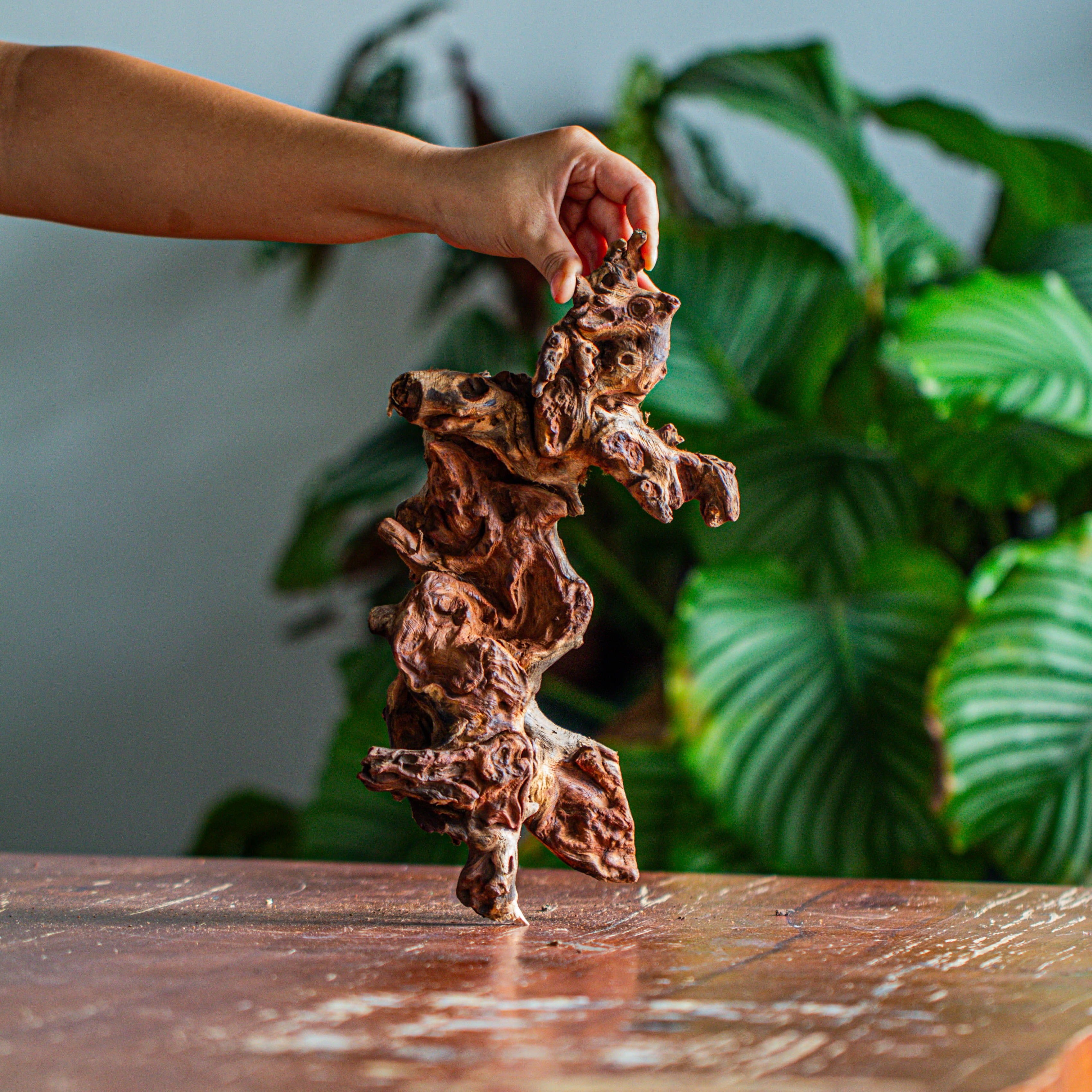 Natural driftwood for moss terrarium, miniature, micro landscape, unique  12-62, suitable for both live and preserved moss - NCYPgarden