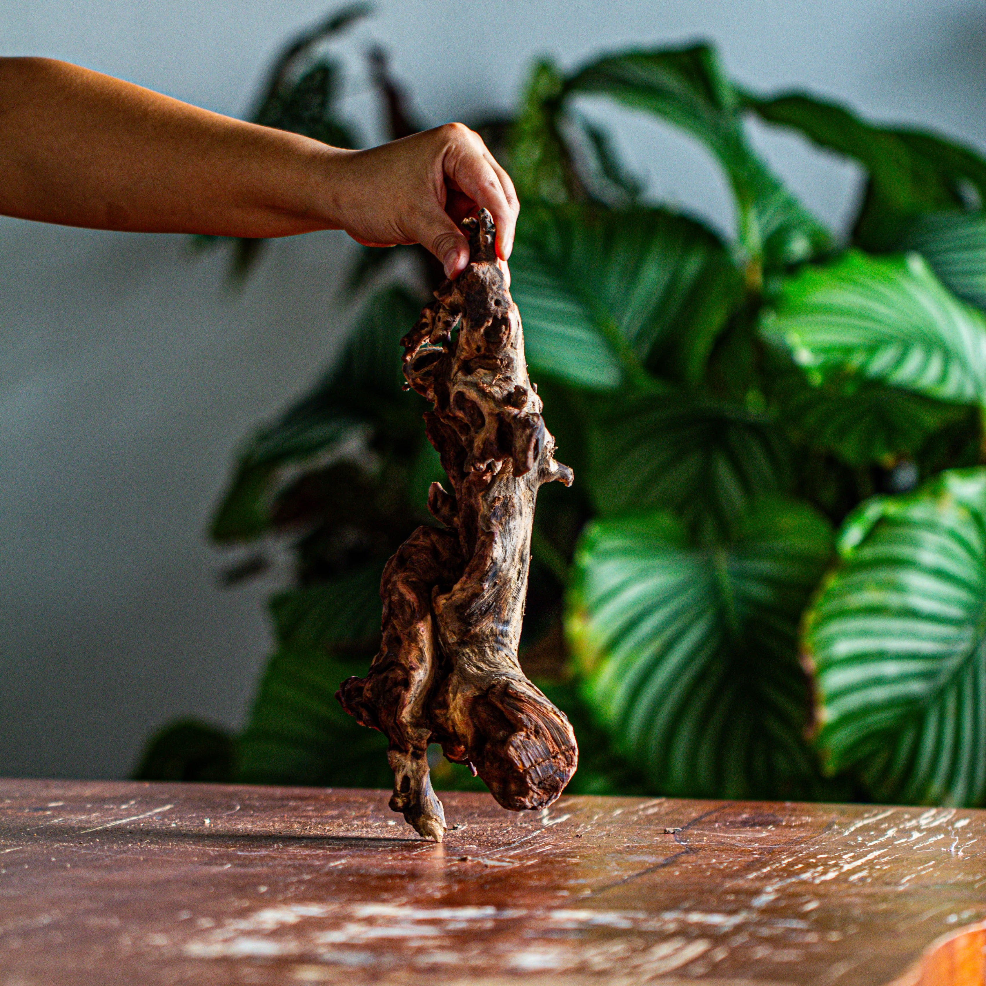 Natural driftwood for moss terrarium, miniature, micro landscape, unique  12-62, suitable for both live and preserved moss - NCYPgarden