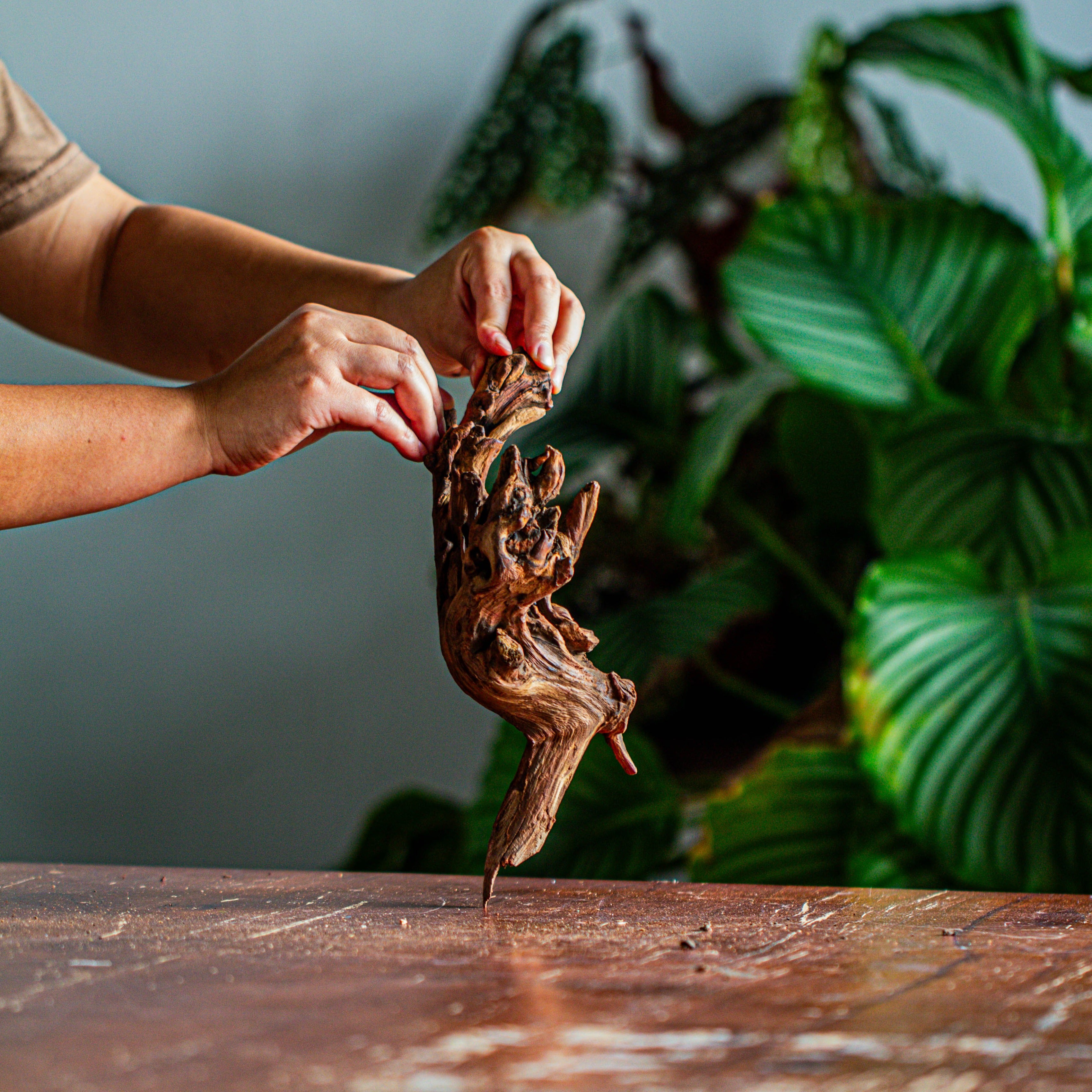 Natural driftwood for moss terrarium, miniature, micro landscape, unique  12-35, suitable for both live and preserved moss - NCYPgarden