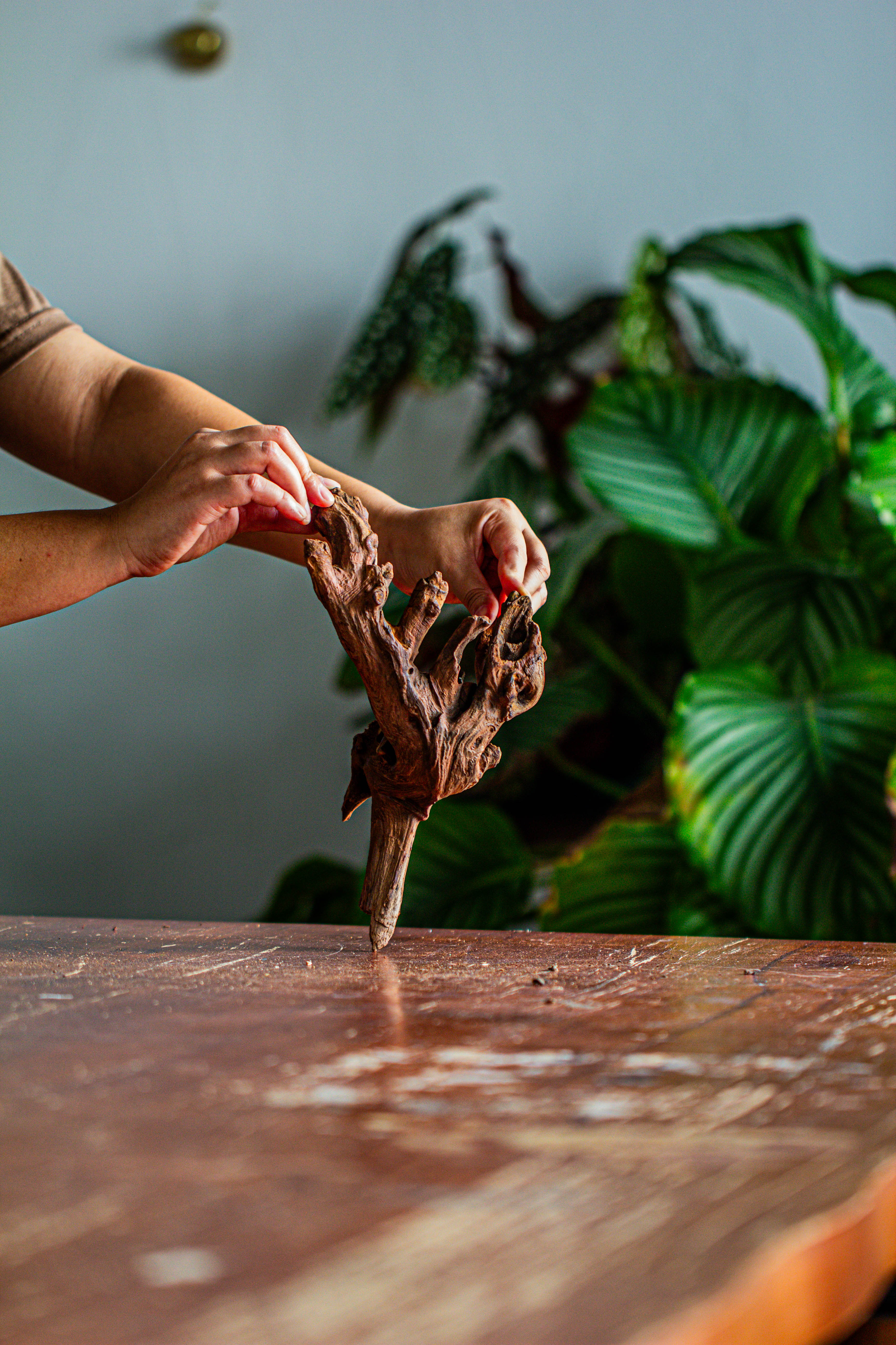 Natural driftwood for moss terrarium, miniature, micro landscape, unique  12-35, suitable for both live and preserved moss - NCYPgarden