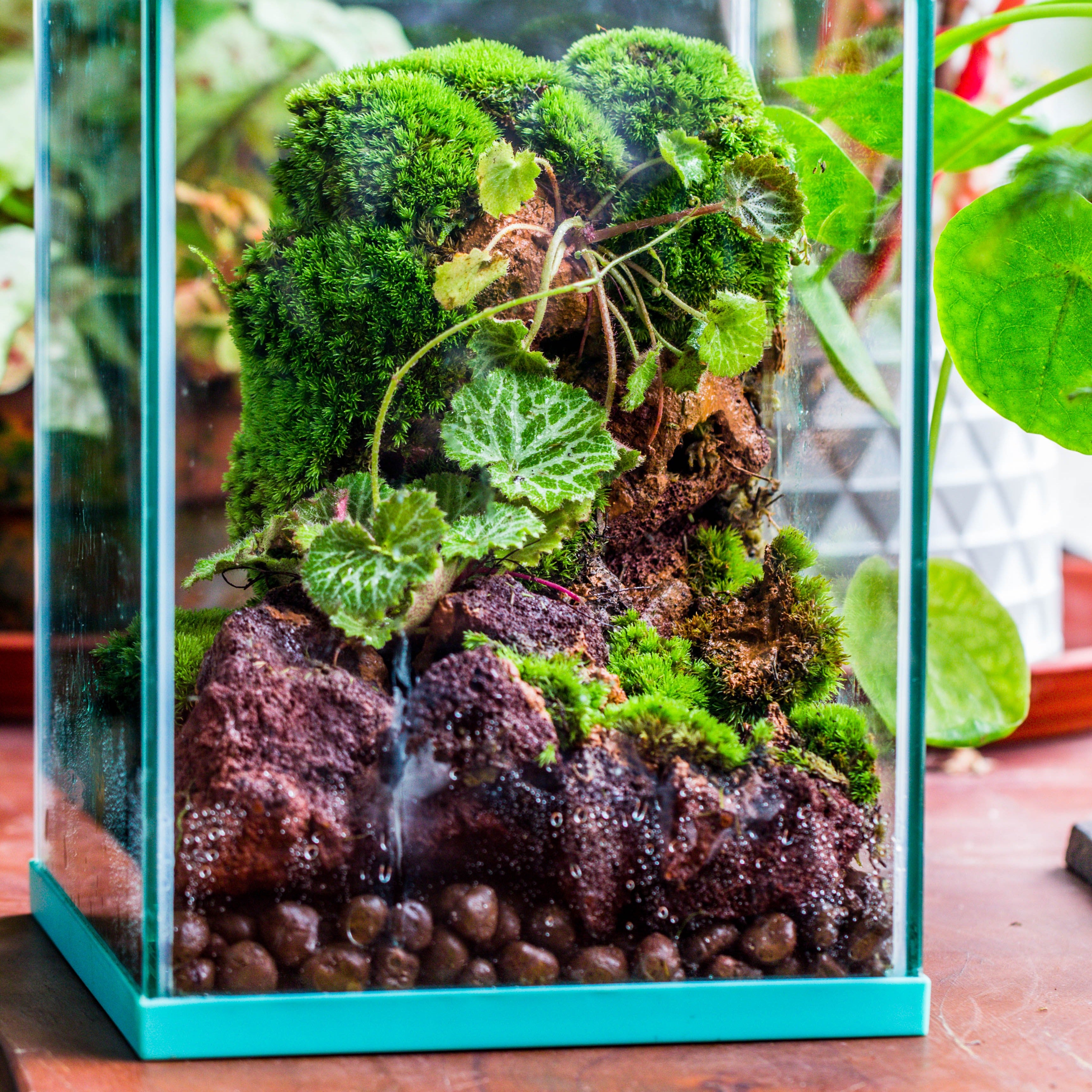 5-8cm Red Horticultural Lava Rock Volcanic Rock for Terrarium, Bonsai Landscape, 500g - NCYPgarden