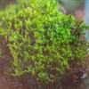 29x30cm Live dry Hypnum plumaeforme Wils. Moss for open terrarium. moss ball - NCYPgarden