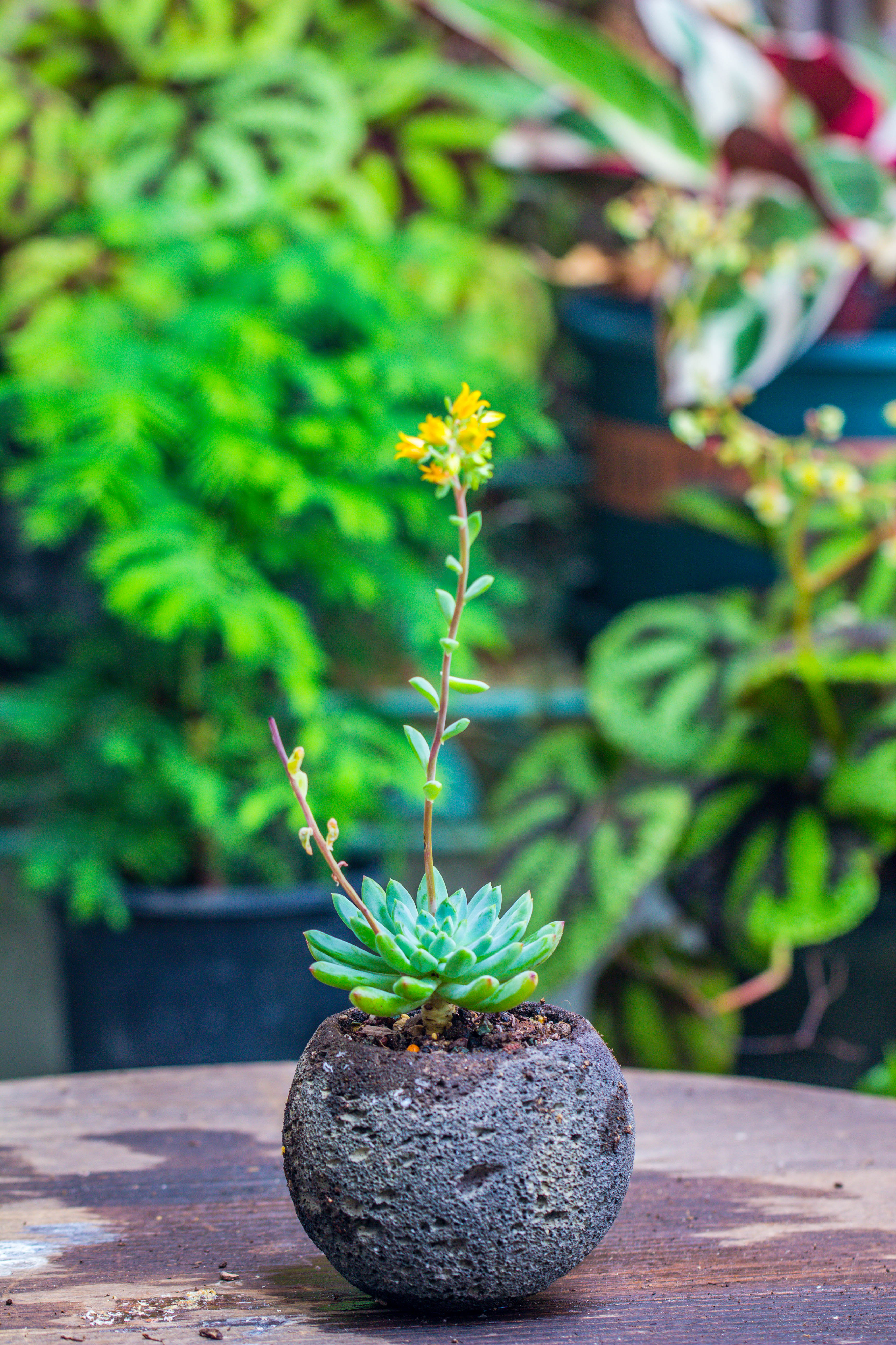 8cm / 3.1" Round Red Horticultural Lava Rock Volcanic Rock Planter for succulents, moss, tropical palants, terrariums - NCYPgarden
