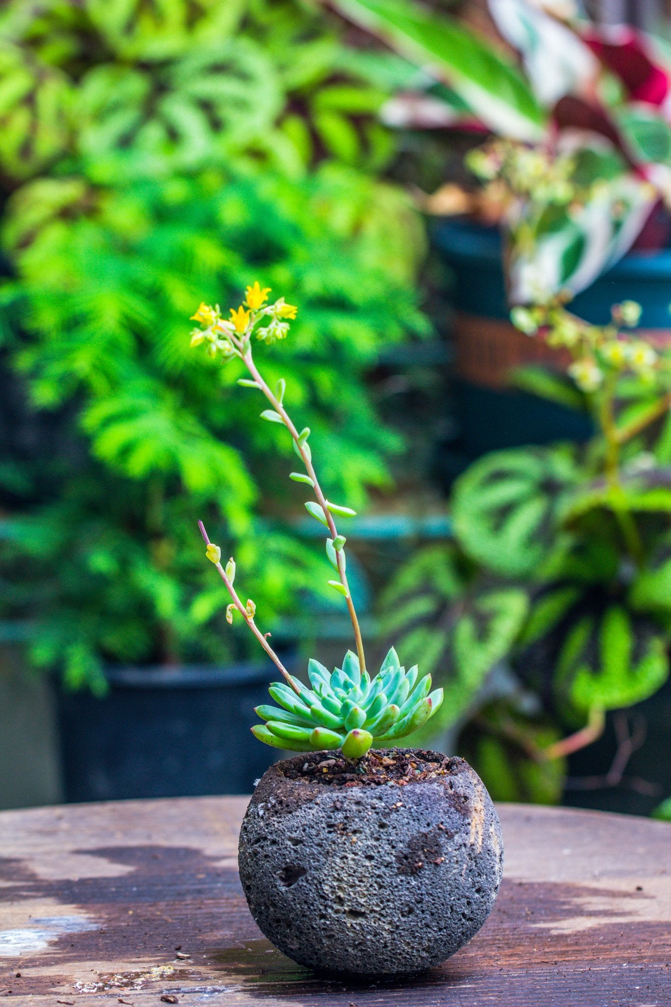 volcanic rock for succulents 3 units 8cm / 3.1" Round Black Horticultural Lava Rock Volcanic Rock Planter for succulents, moss, tropical palants, terrariums