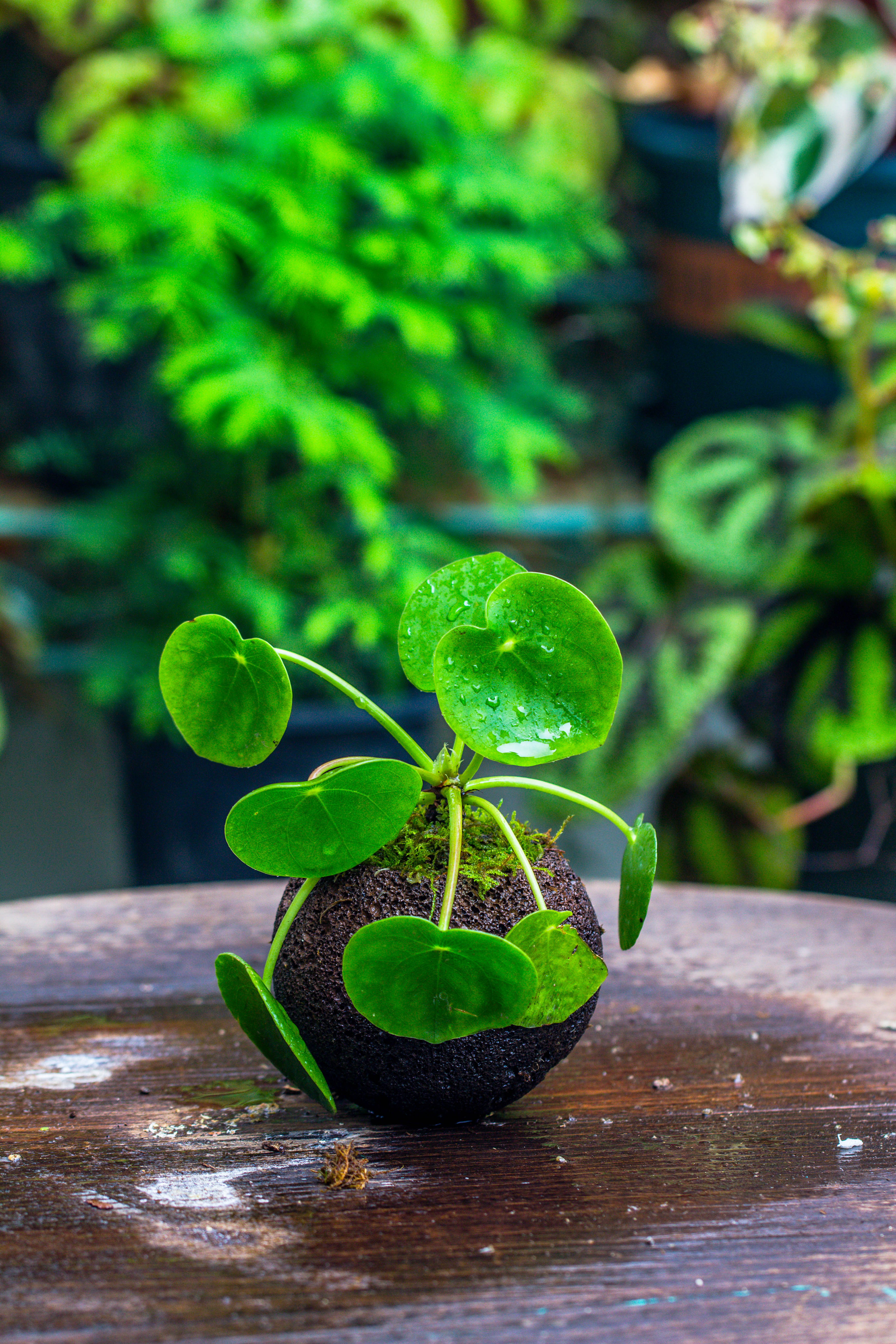 9cm / 3.5" Round Red Horticultural Lava Rock Volcanic Rock Planter for succulents, moss, tropical palants, terrariums - NCYPgarden