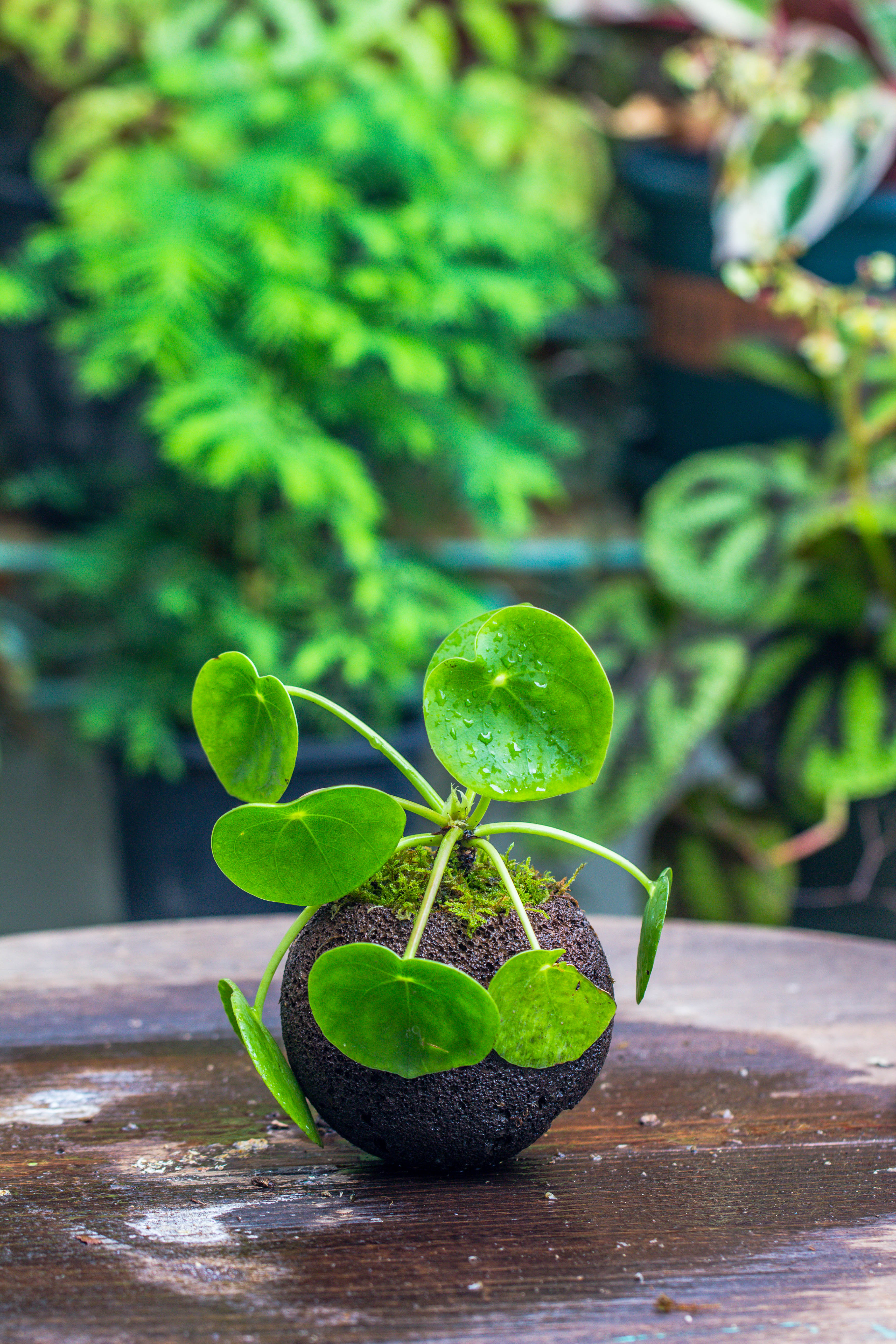 9cm / 3.5" Round Red Horticultural Lava Rock Volcanic Rock Planter for succulents, moss, tropical palants, terrariums - NCYPgarden