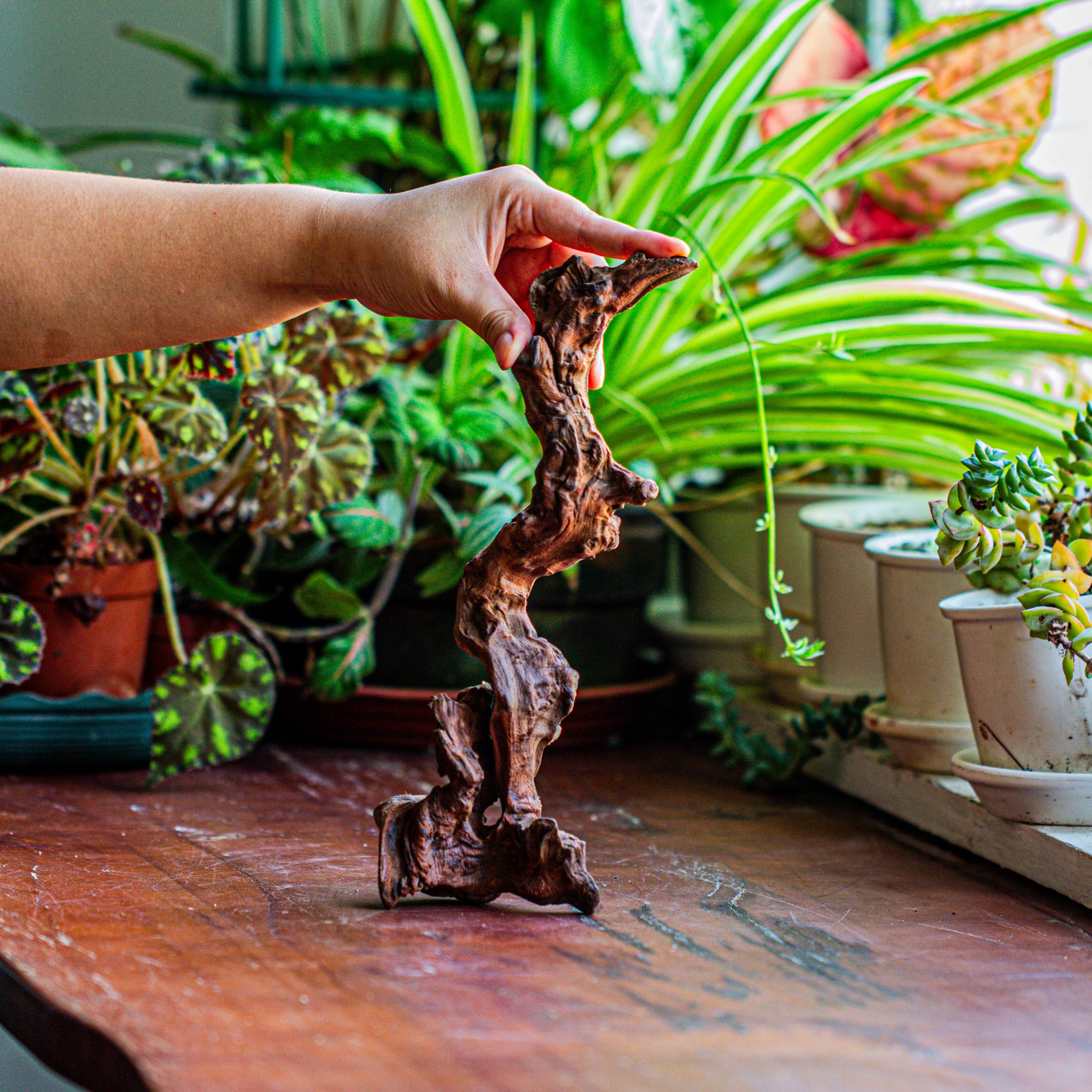 Natural driftwood for moss terrarium, miniature, micro landscape, unique  12-36, suitable for both live and preserved moss - NCYPgarden