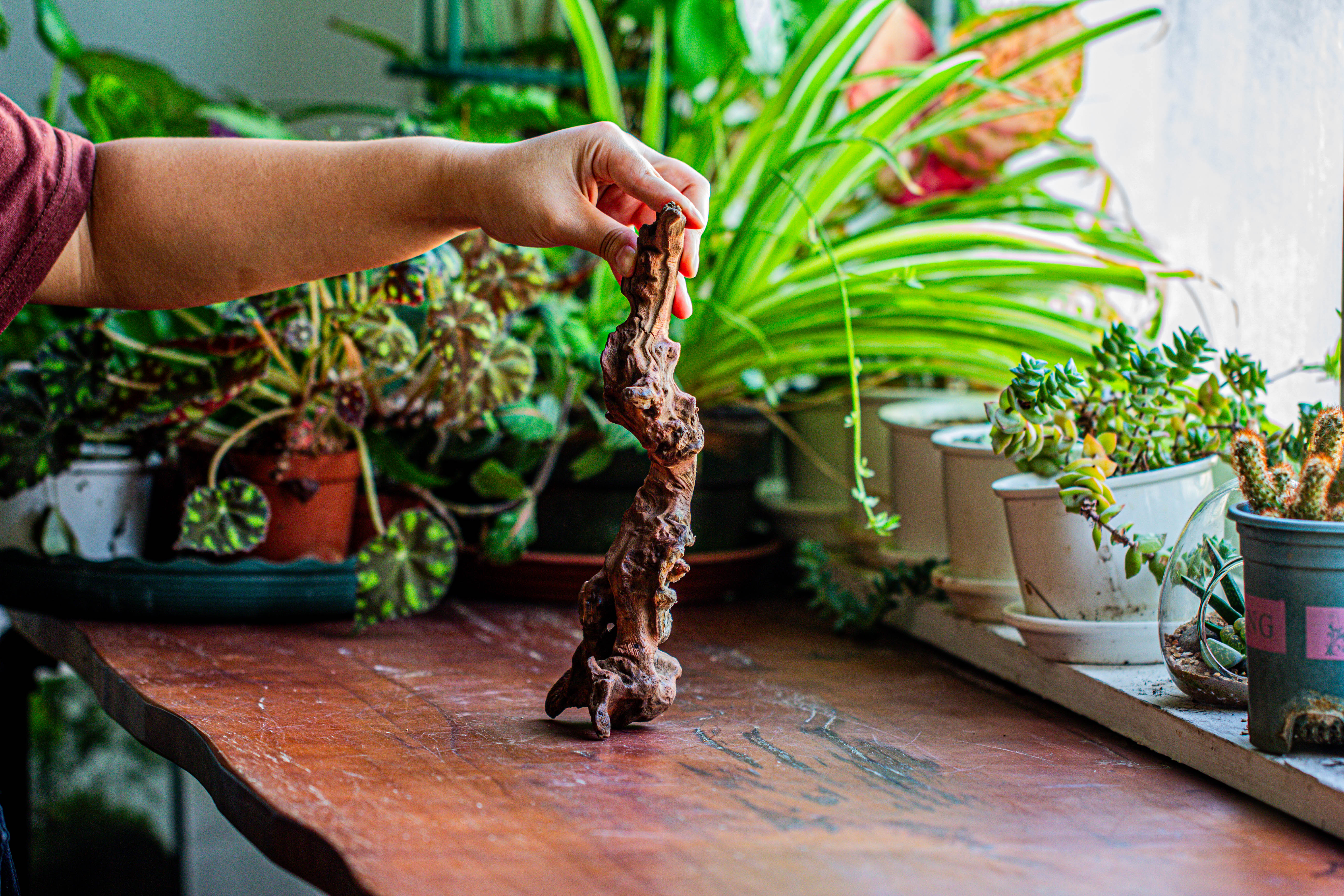 Natural driftwood for moss terrarium, miniature, micro landscape, unique  12-36, suitable for both live and preserved moss - NCYPgarden