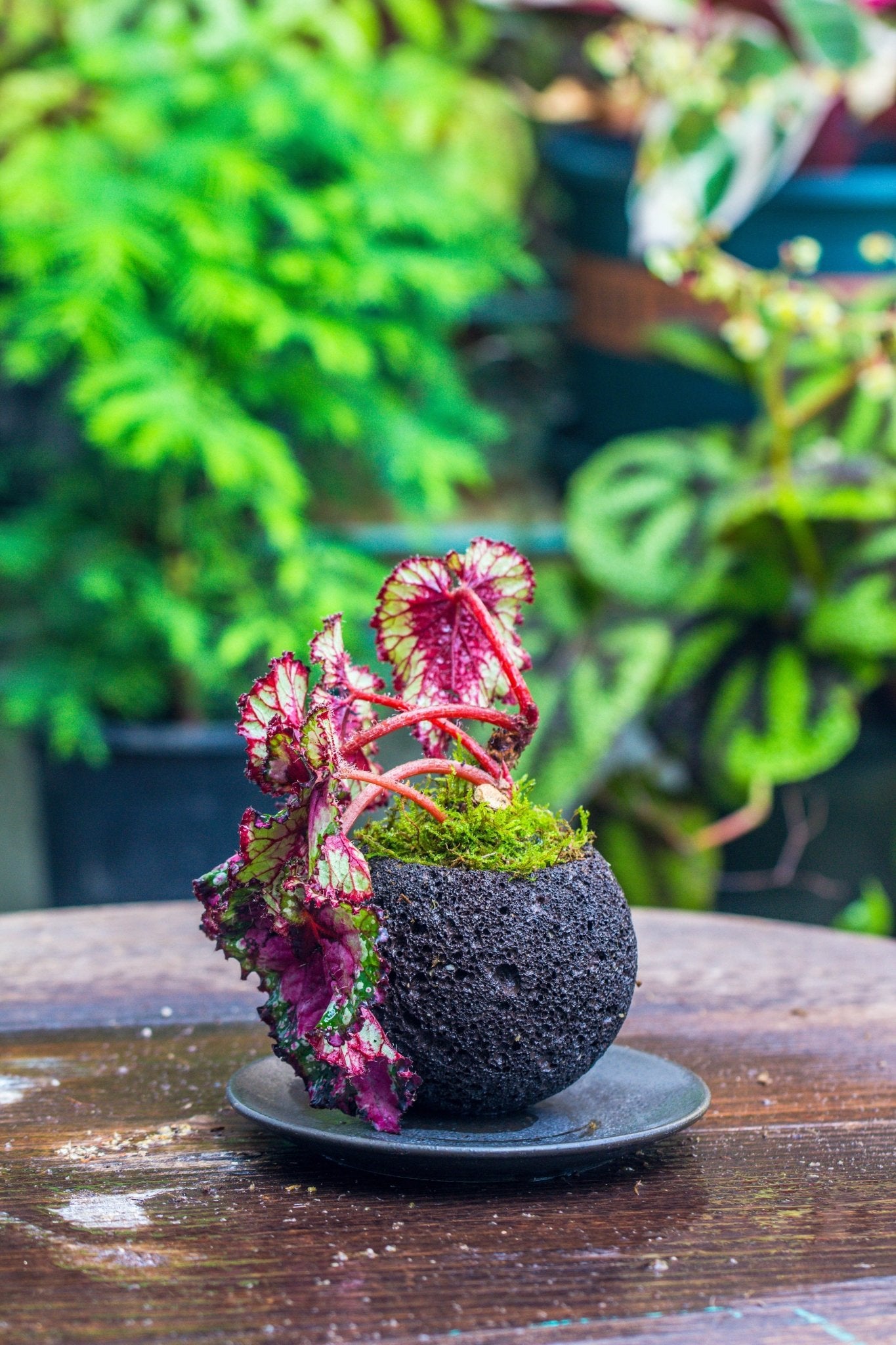 plant red ball from succulent round Volcanic Rock Planter – NCYPgarden