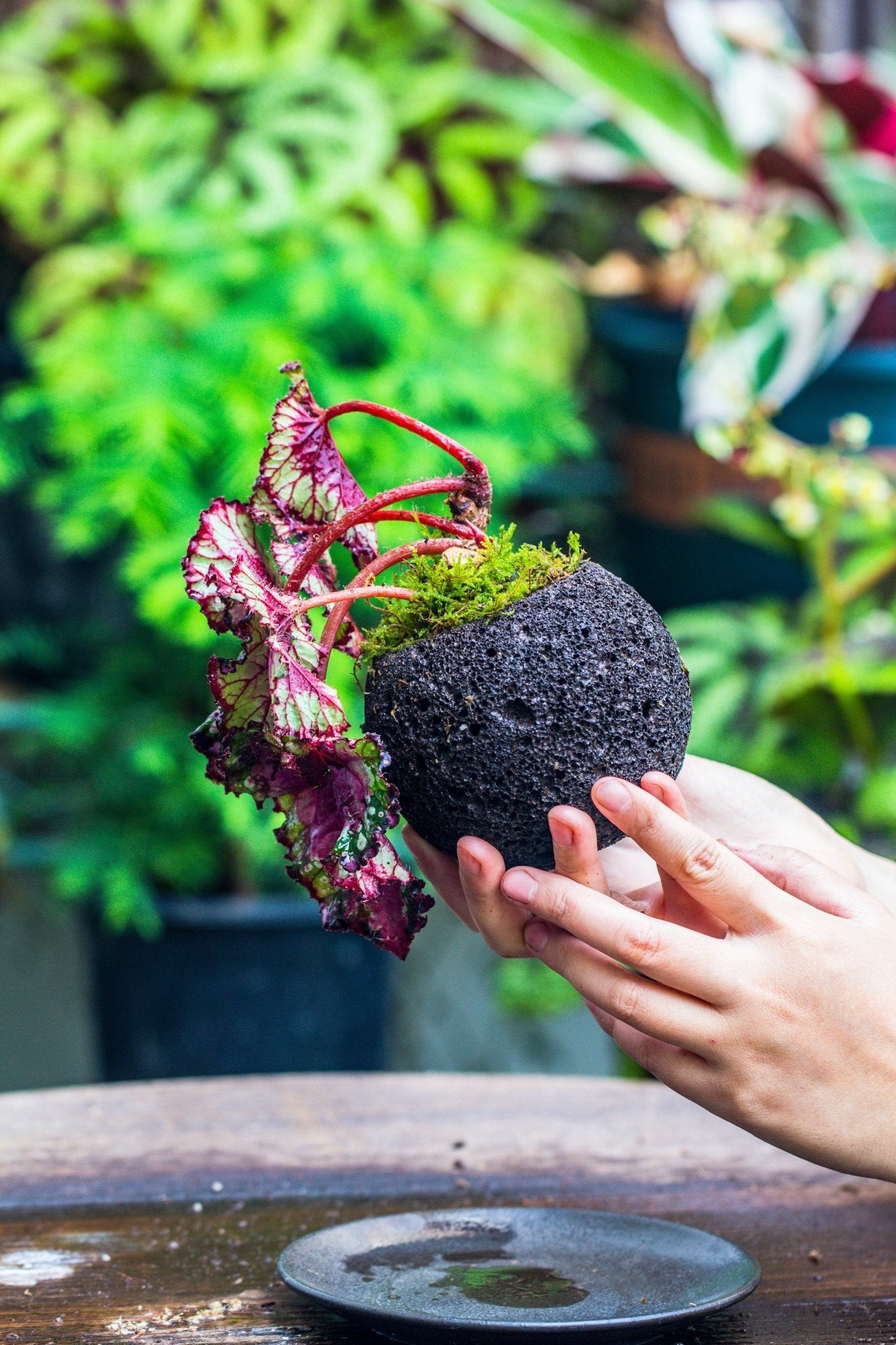 plant red ball from succulent round Volcanic Rock Planter – NCYPgarden