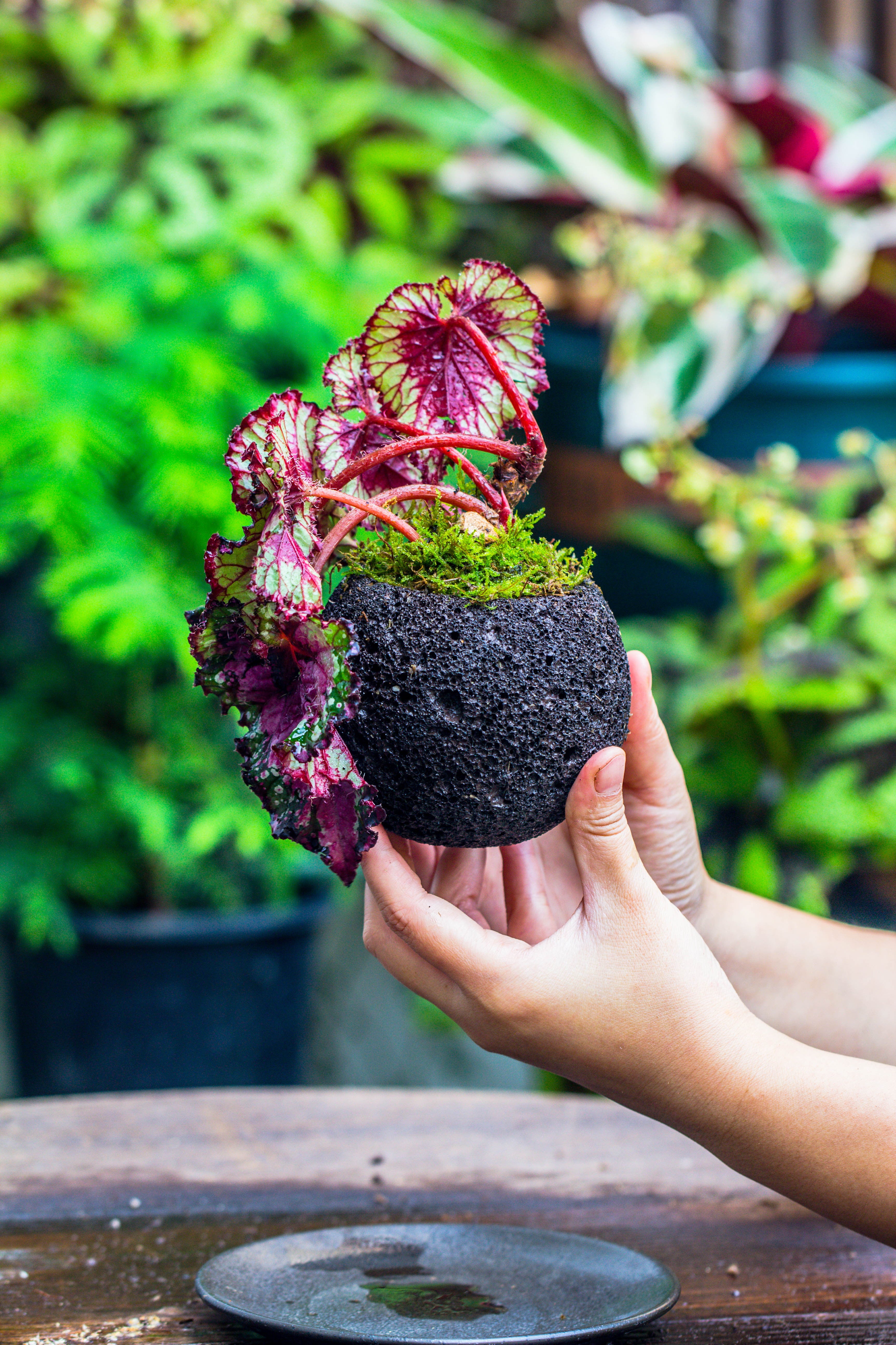 10cm / 3.7" Round Red Horticultural Lava Rock Volcanic Rock Planter for succulents, moss, tropical palants, terrariums - NCYPgarden
