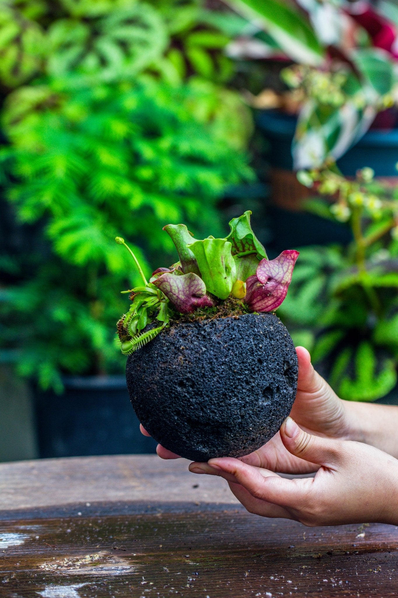 round terrarium planter 3 unit 12cm / 4.7" Round Red Horticultural Lava Rock Volcanic Rock Planter for succulents, moss, tropical palants, terrariums