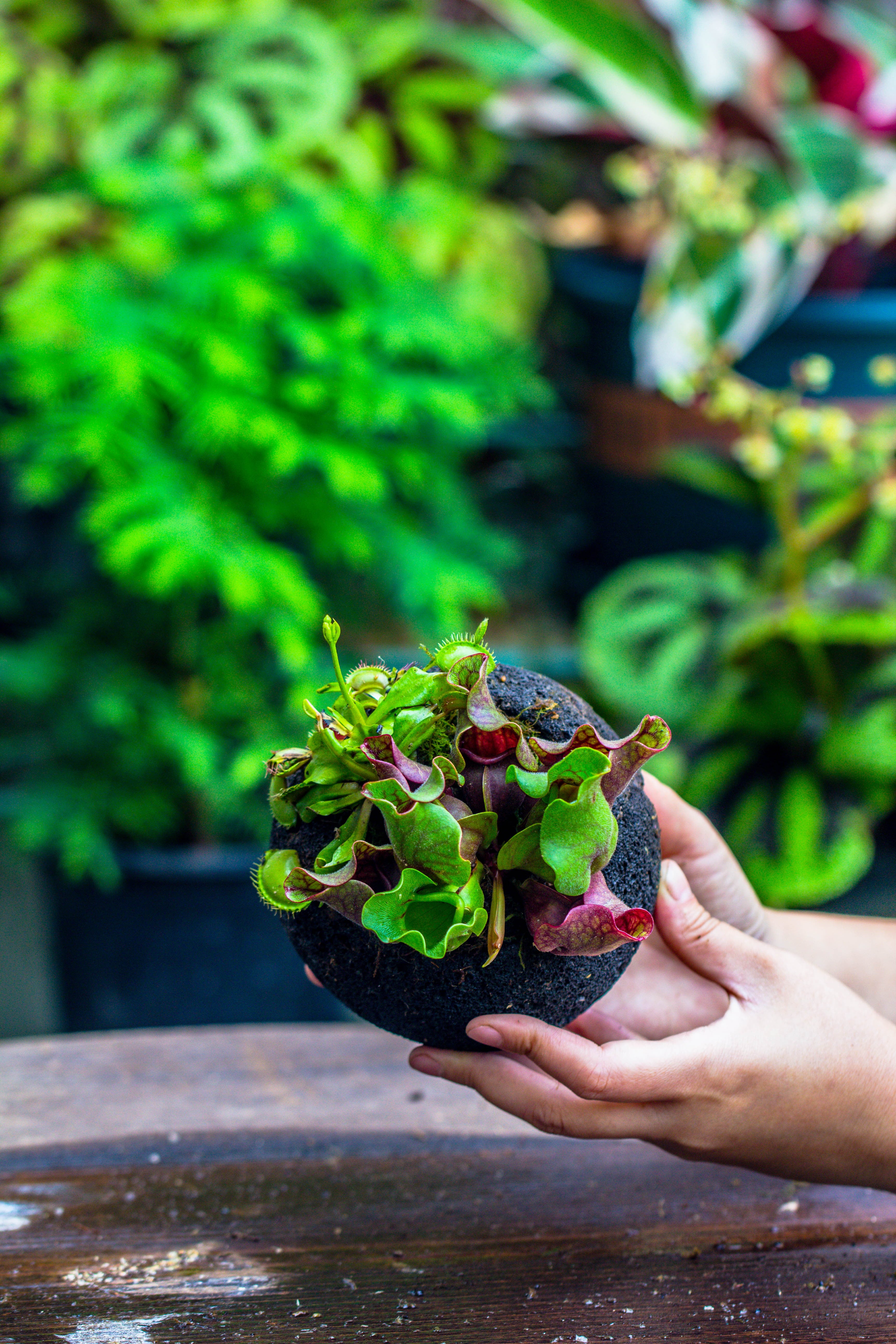 12cm / 4.7" Round Red Horticultural Lava Rock Volcanic Rock Planter for succulents, moss, tropical palants, terrariums - NCYPgarden