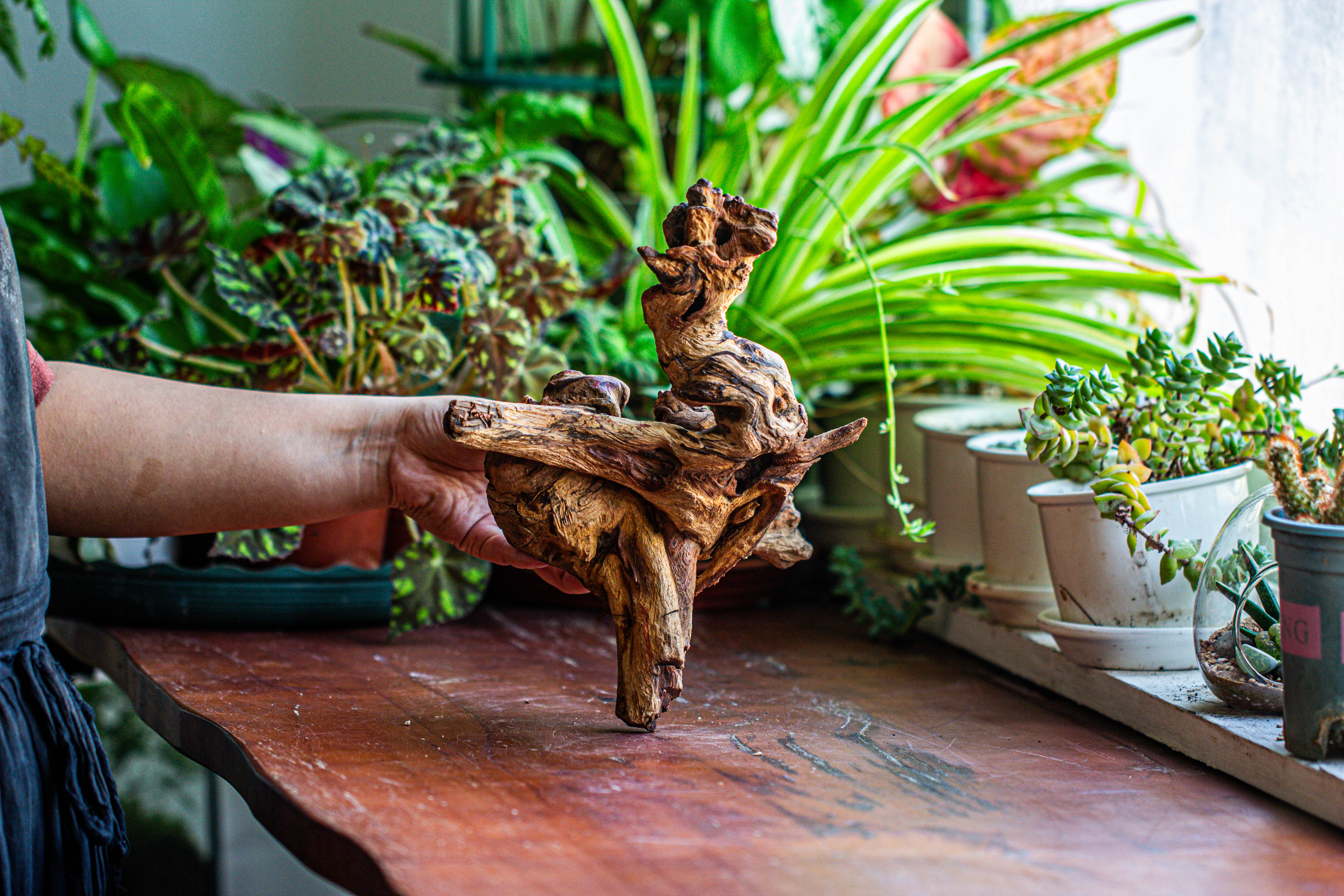 Natural driftwood for moss terrarium, miniature, micro landscape, unique  12-12, suitable for both live and preserved moss - NCYPgarden