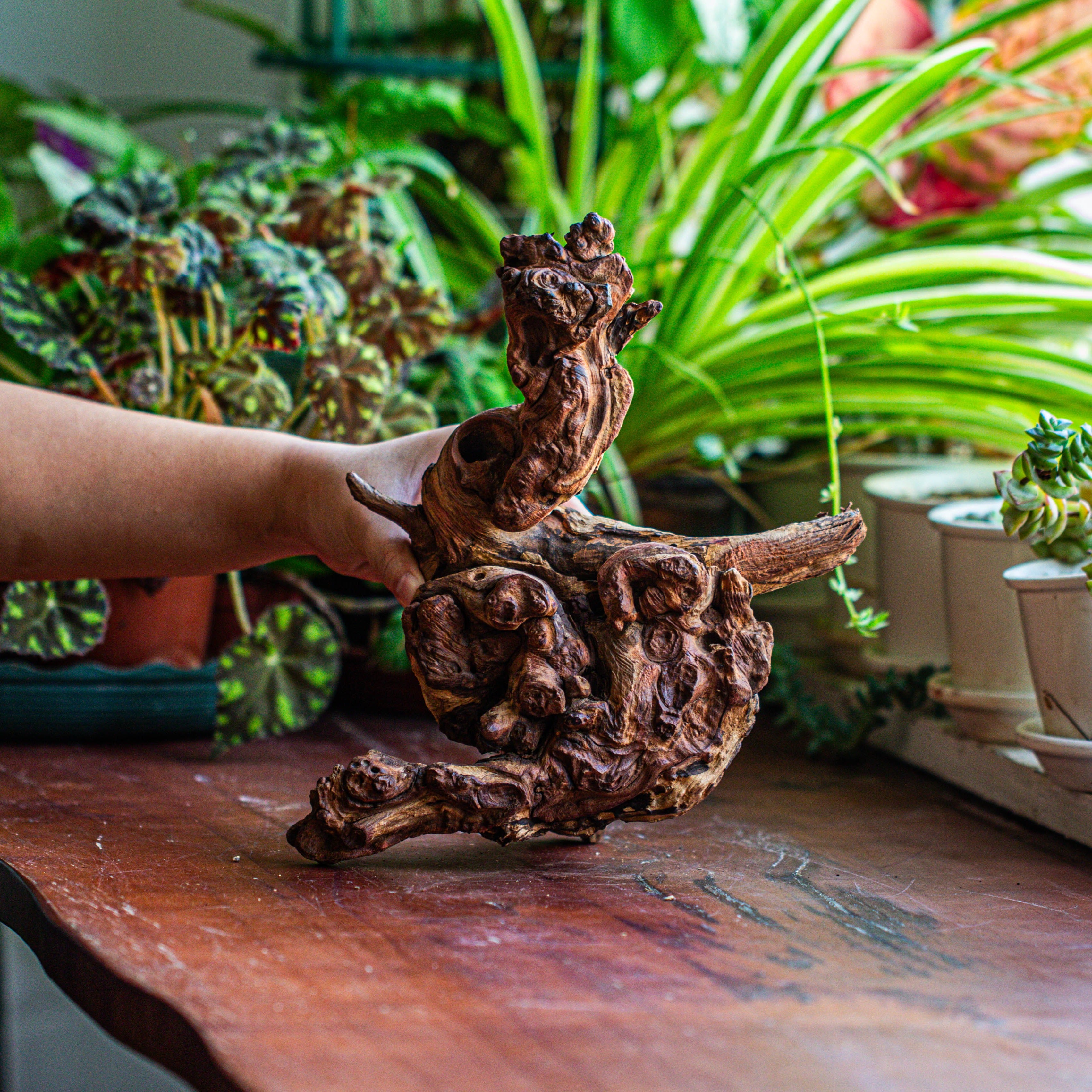 Natural driftwood for moss terrarium, miniature, micro landscape, unique  12-12, suitable for both live and preserved moss - NCYPgarden