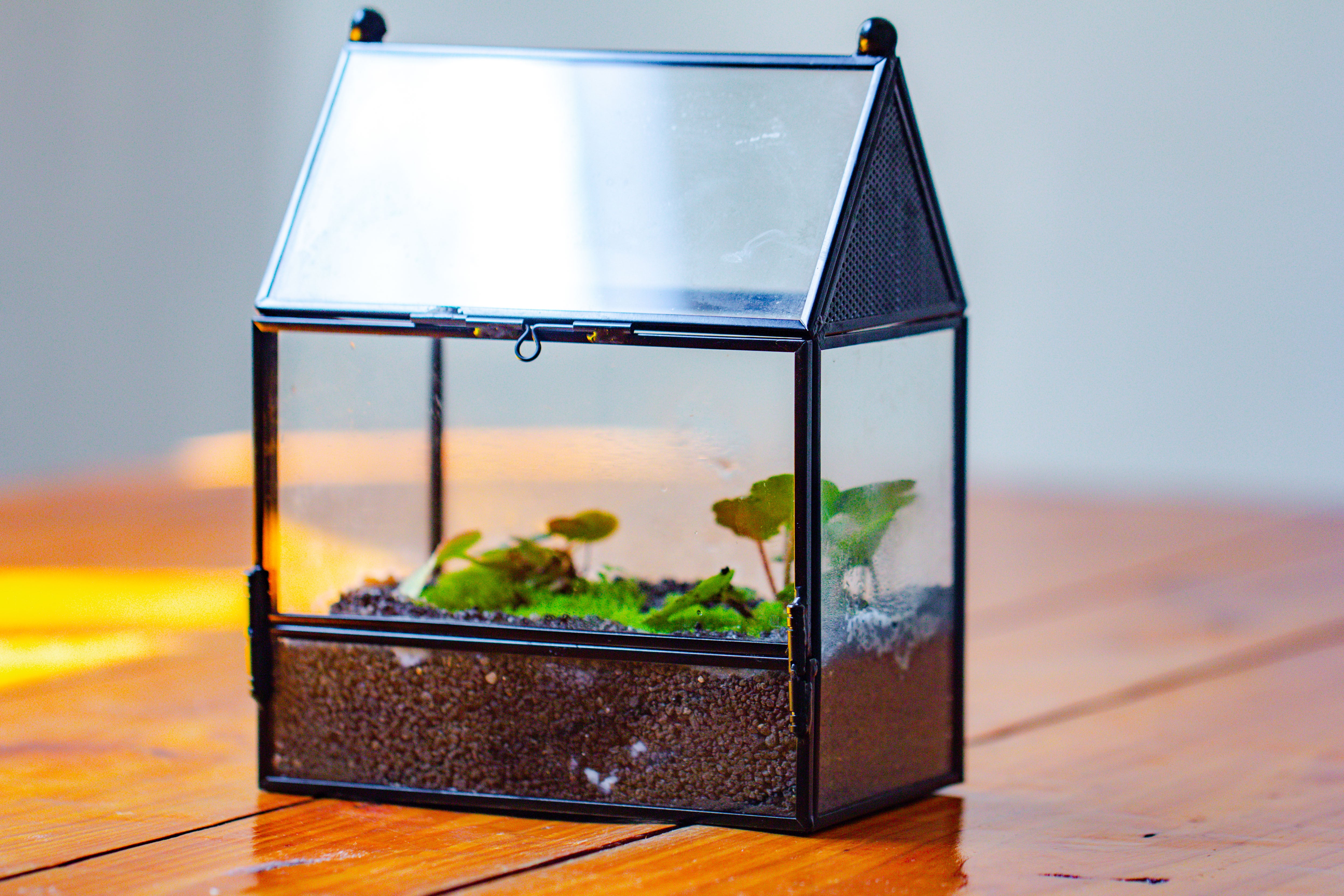 Simplified Mini House Shape Glass Geometric Terrarium for Jumping spider - NCYPgarden