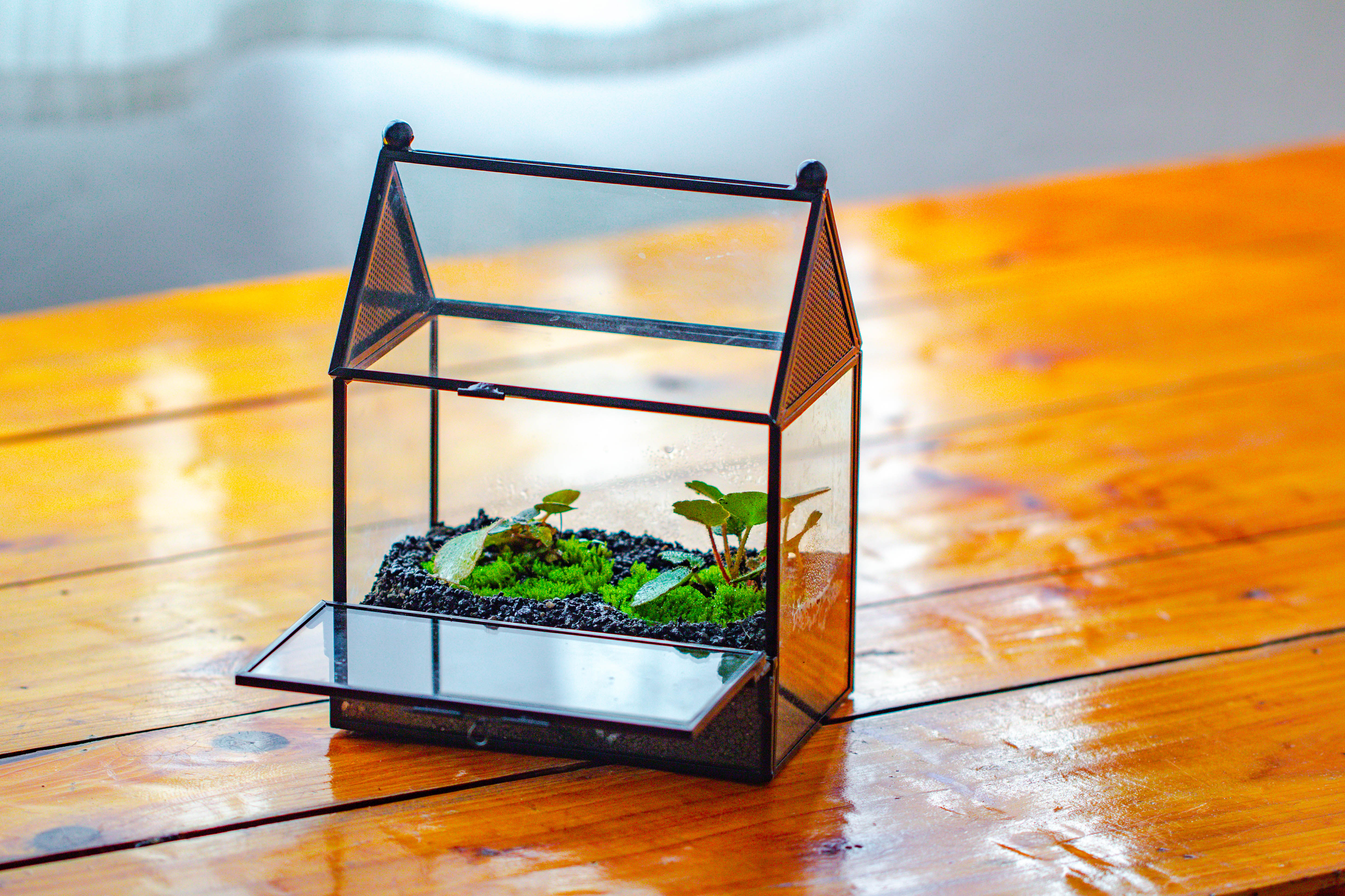 Simplified Mini House Shape Glass Geometric Terrarium for Jumping spider - NCYPgarden
