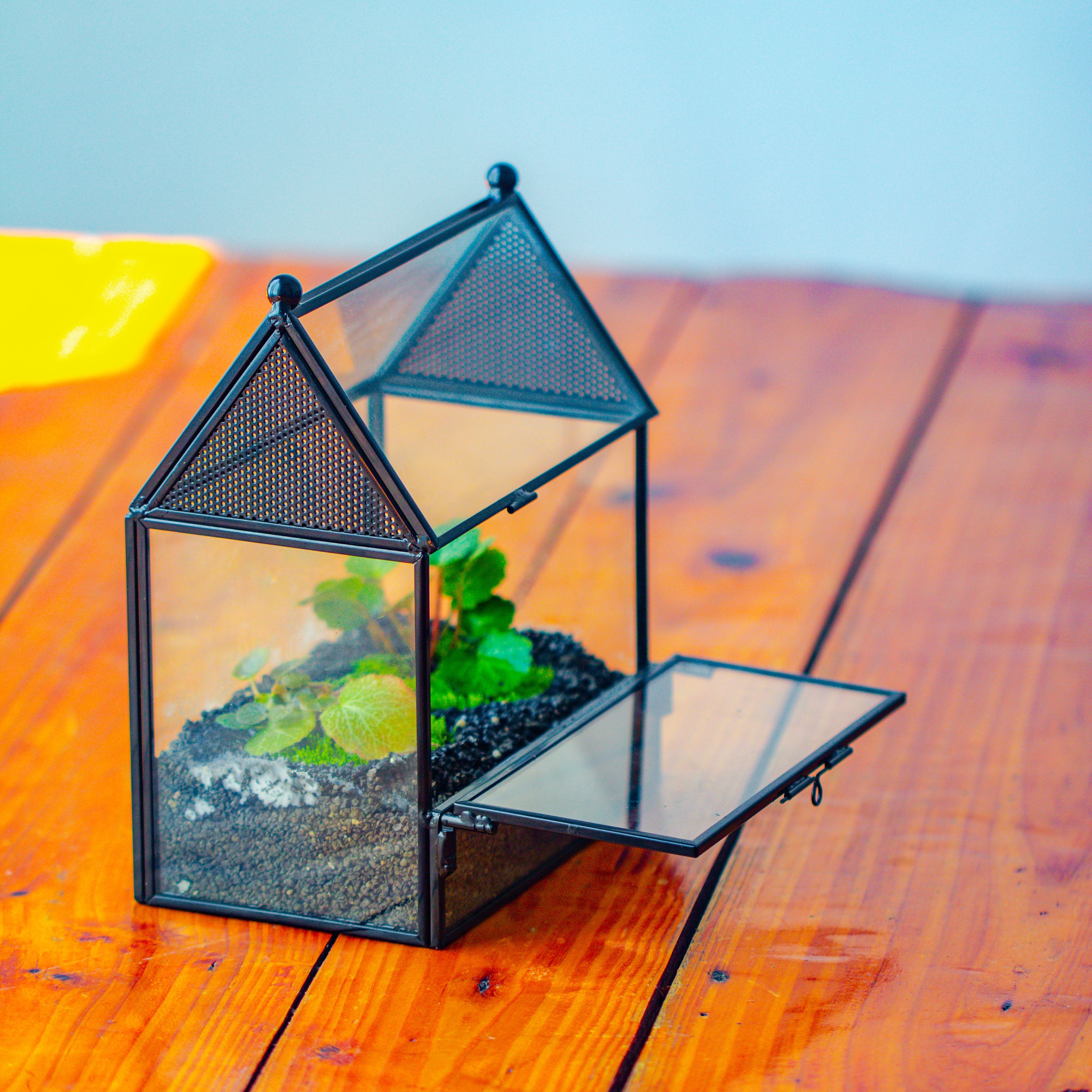 Simplified Mini House Shape Glass Geometric Terrarium for Jumping spider - NCYPgarden