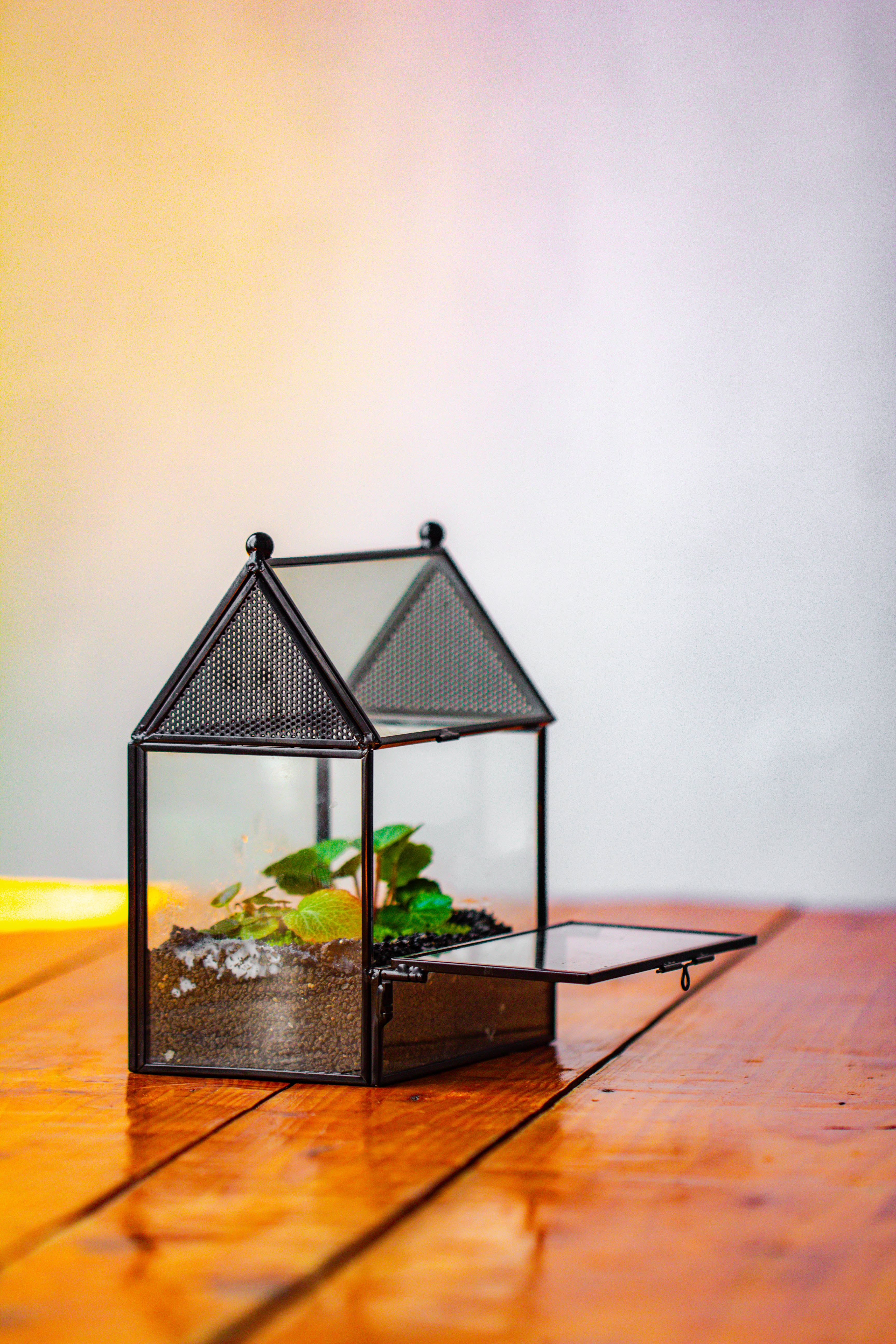 Simplified Mini House Shape Glass Geometric Terrarium for Jumping spider - NCYPgarden