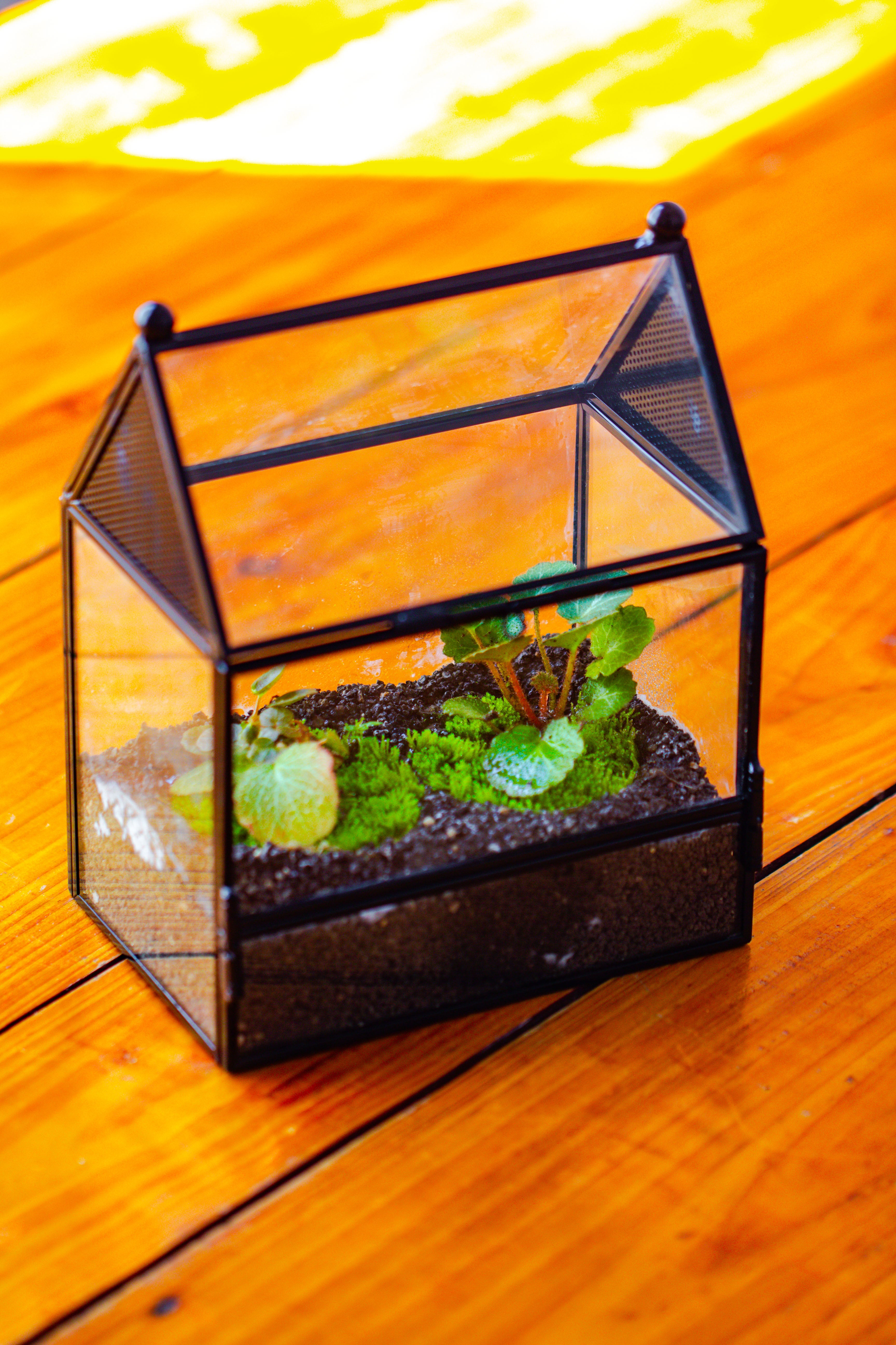 Simplified Mini House Shape Glass Geometric Terrarium for Jumping spider - NCYPgarden