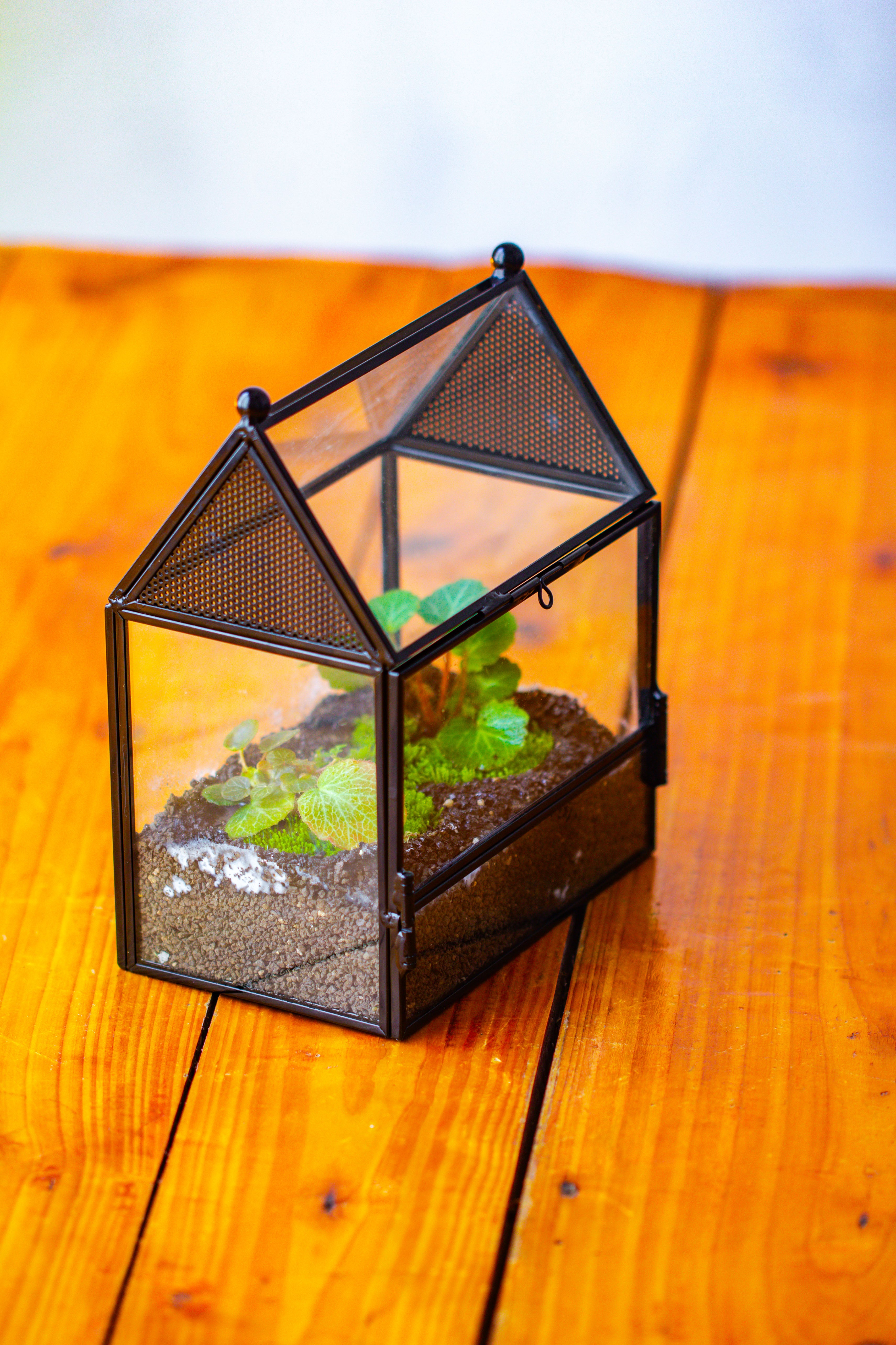 Simplified Mini House Shape Glass Geometric Terrarium for Jumping spider - NCYPgarden