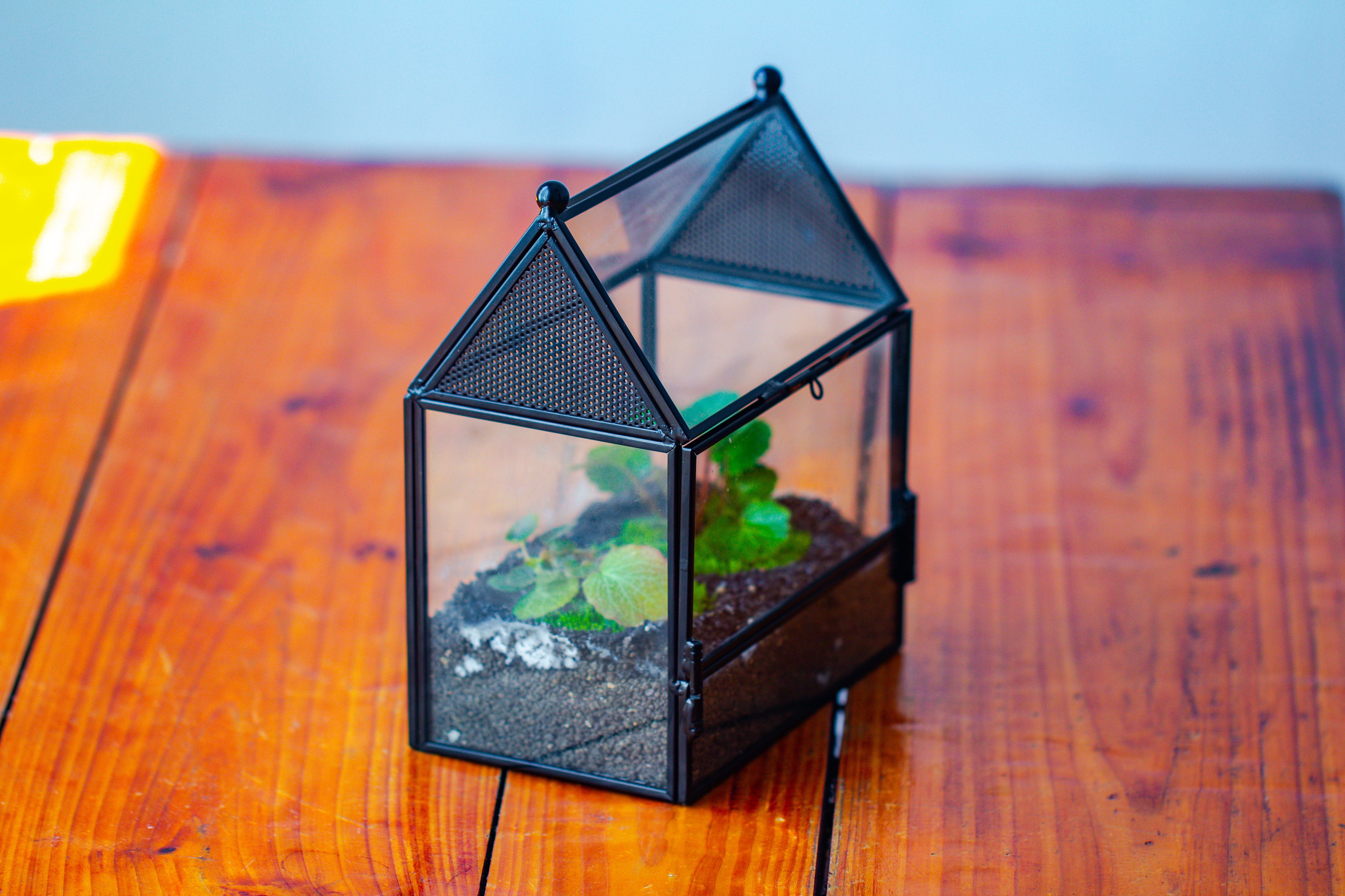 Simplified Mini House Shape Glass Geometric Terrarium for Jumping spider - NCYPgarden