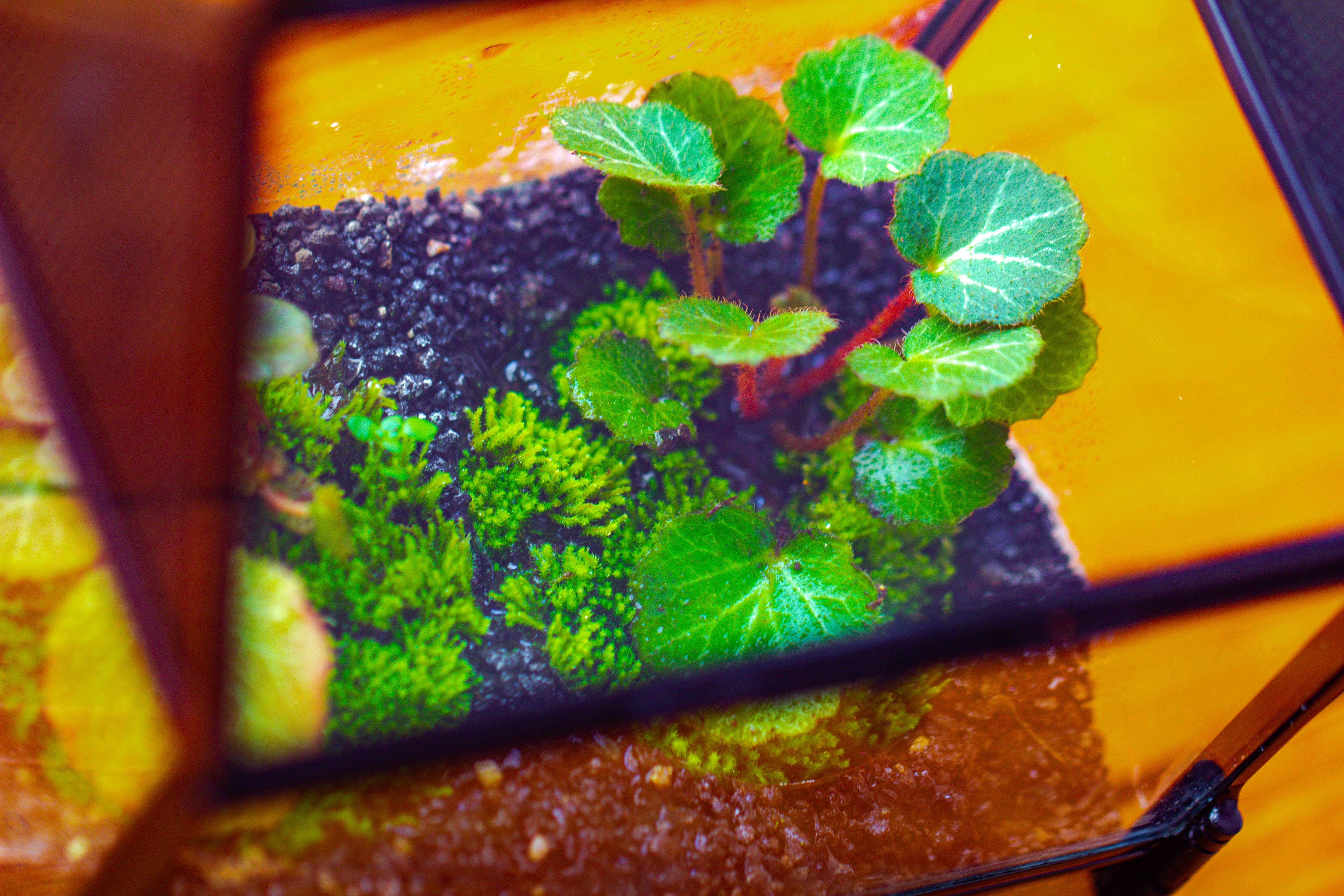 Simplified Mini House Shape Glass Geometric Terrarium for Jumping spider - NCYPgarden