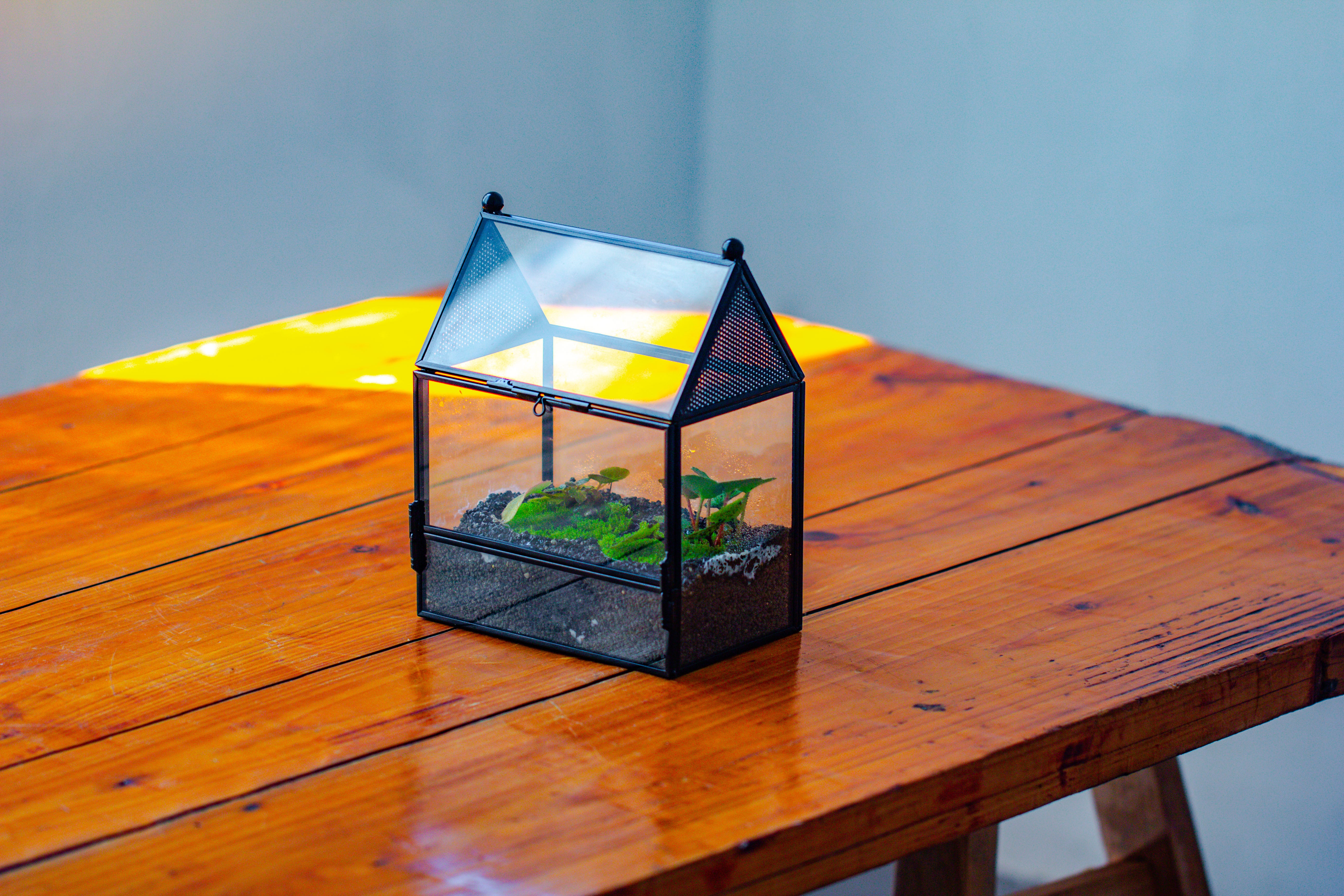 Simplified Mini House Shape Glass Geometric Terrarium for Jumping spider - NCYPgarden