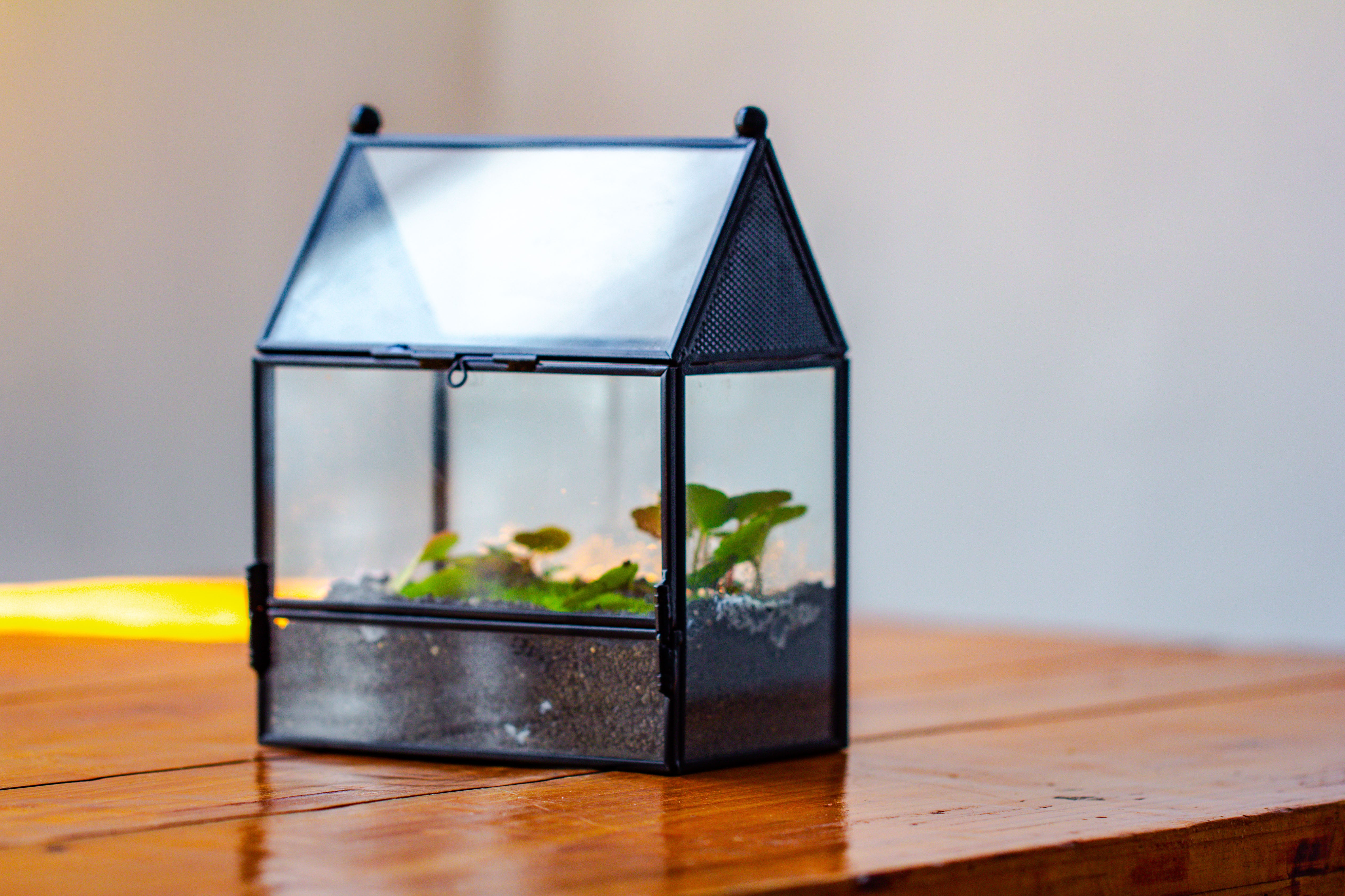 Simplified Mini House Shape Glass Geometric Terrarium for Jumping spider - NCYPgarden